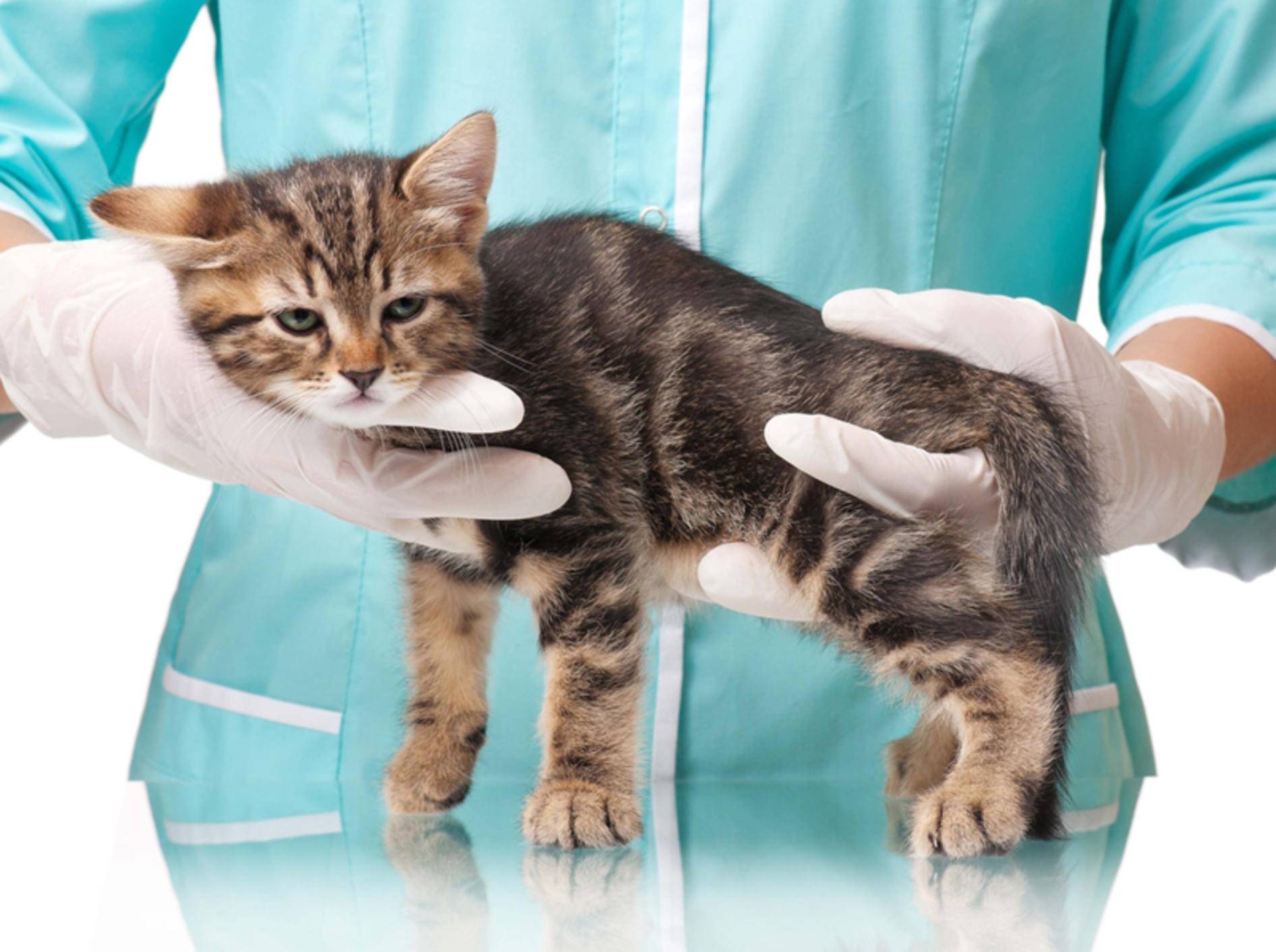 Knochenbrüche behandeln: Gliedmaßen entlasten und schnell zum Tierarzt – Bild: Shutterstock / Lubava