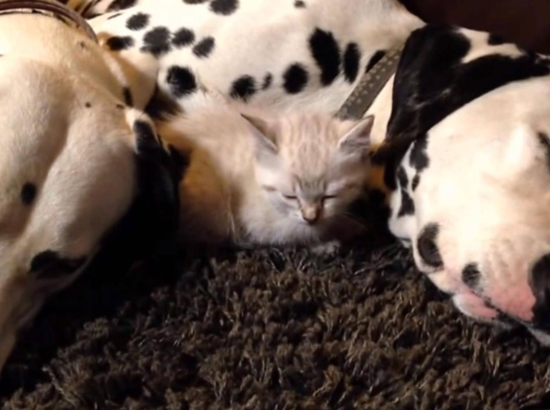 Süßes Katzenbaby kuschelt sich mit Dalmatinern in den Schlaf – Bild: Youtube / Jennifer Pogue