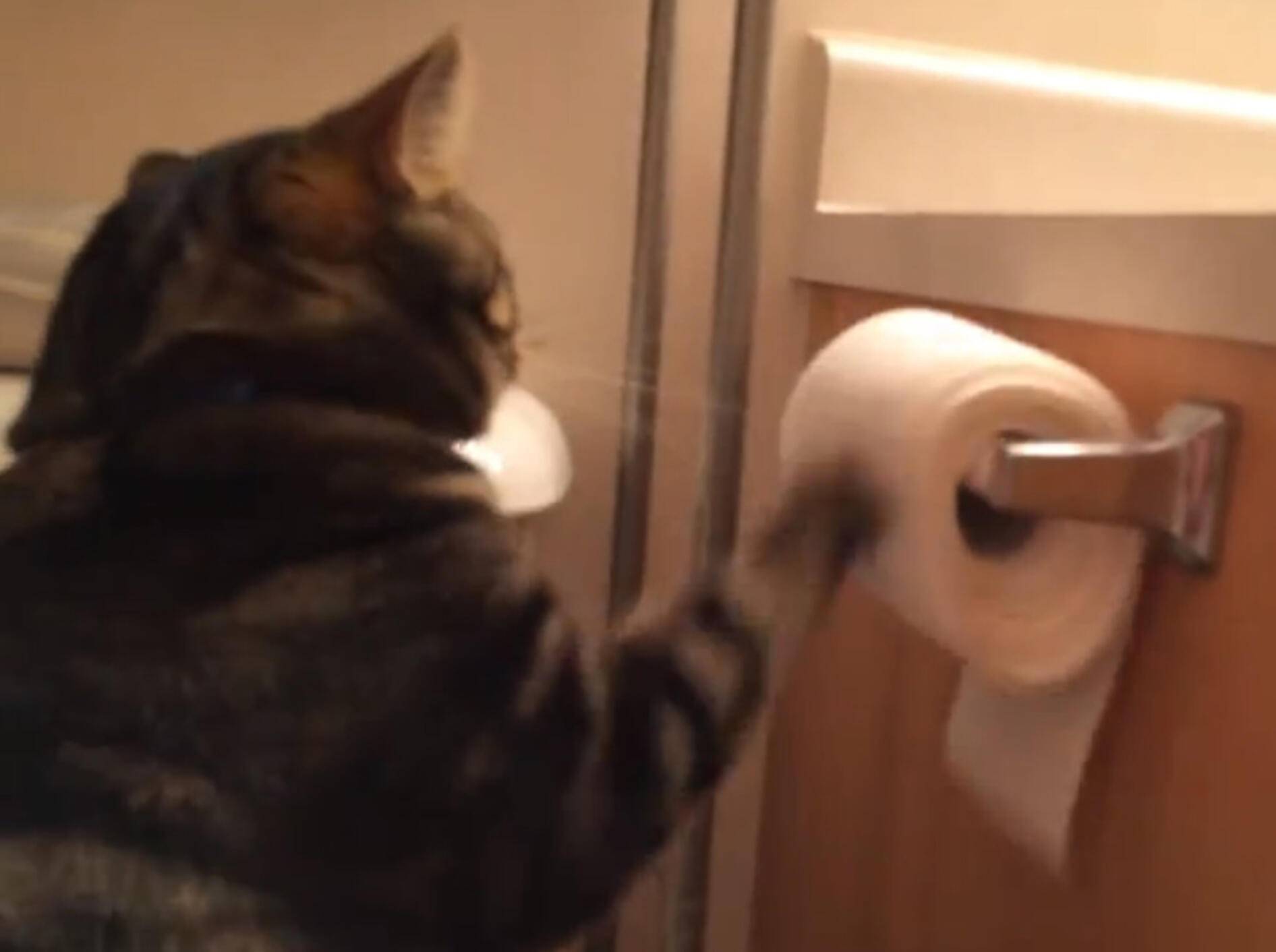 Süßer Kater rollt Klopapier ab – und wieder auf! – Bild: Youtube / Michael Thompson