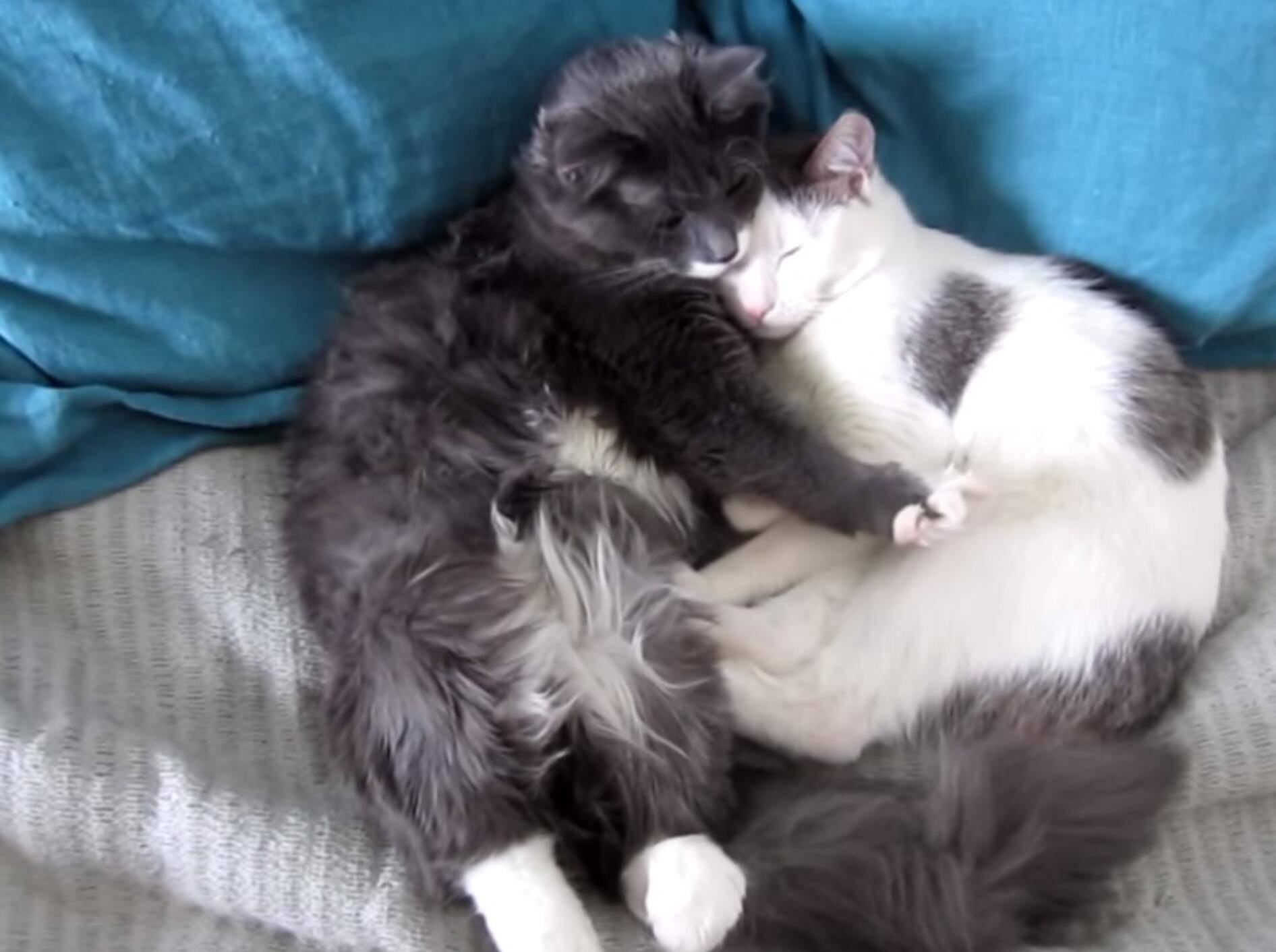 Schmusekatzen auf Tour – Bild: Youtube / Vaidas Siniauskas