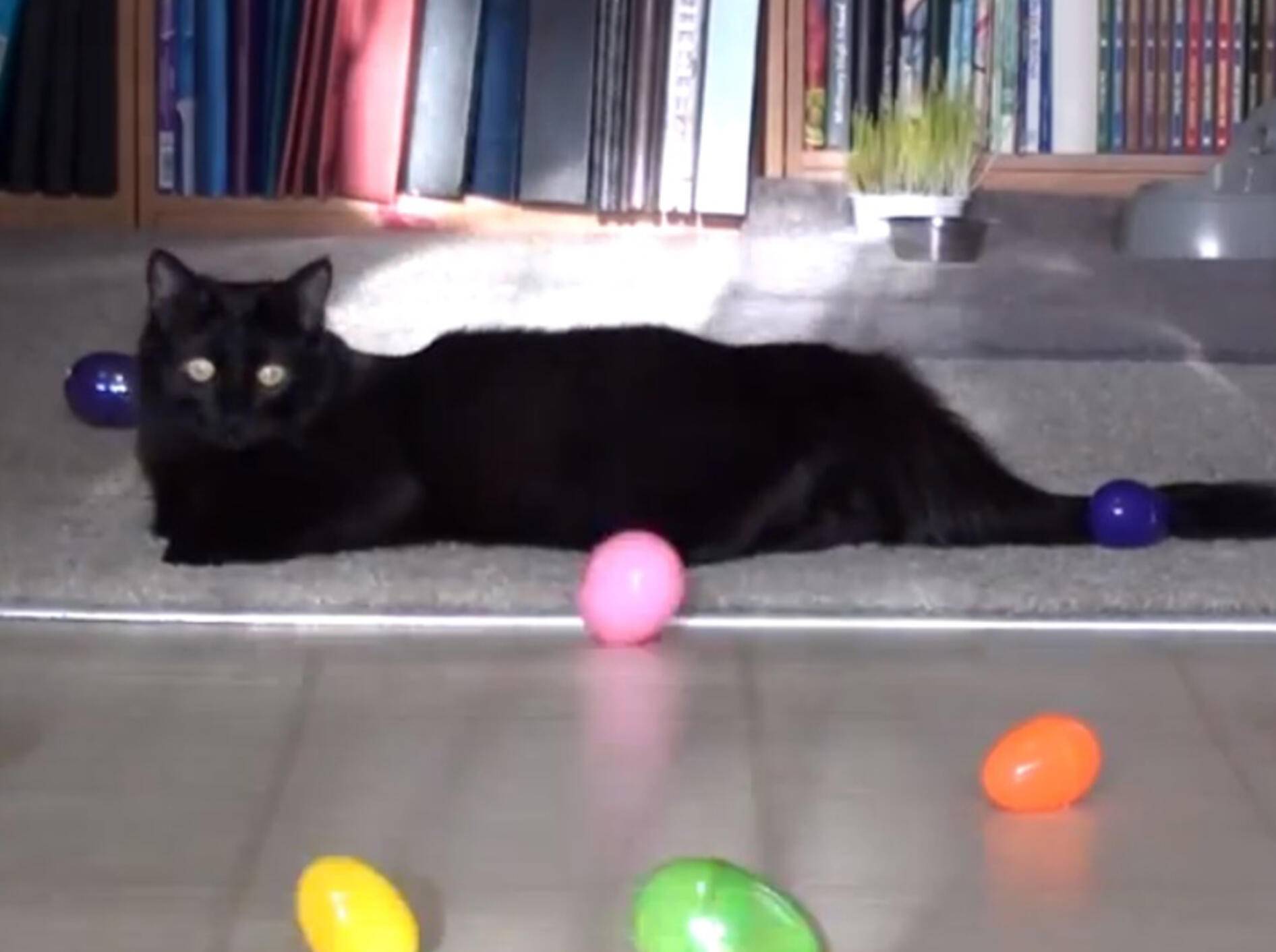 Süße Katze oder doch ein flauschiger Hase? – Bild: Youtube / Cole theBlackCat