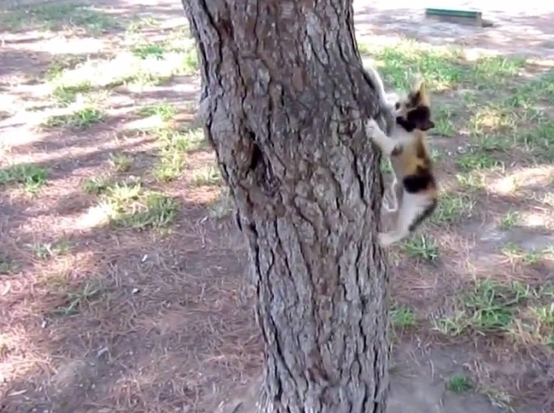 Keine Wand ist vor den "Spidercats" sicher –Bild: Youtube / MrFunnyMals