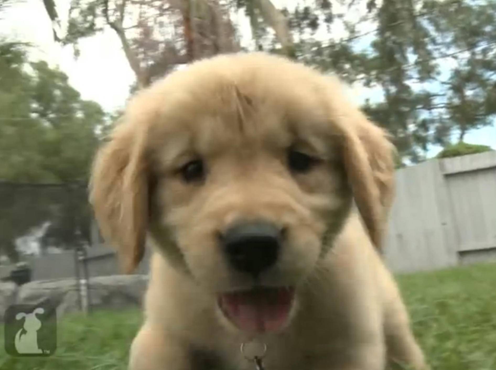 Diese Hunde sind einfach "happy"! – Bild: Youtube / The Pet Collective