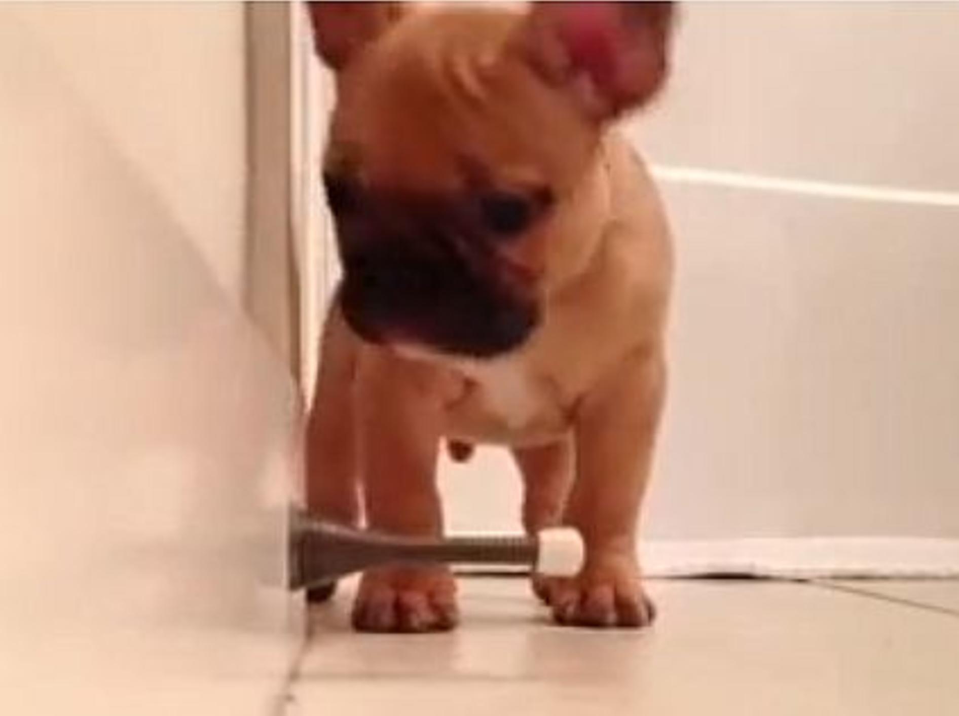 Französische Bulldogge: Faszination Türstopper – Bild: Youtube / CARLOS B