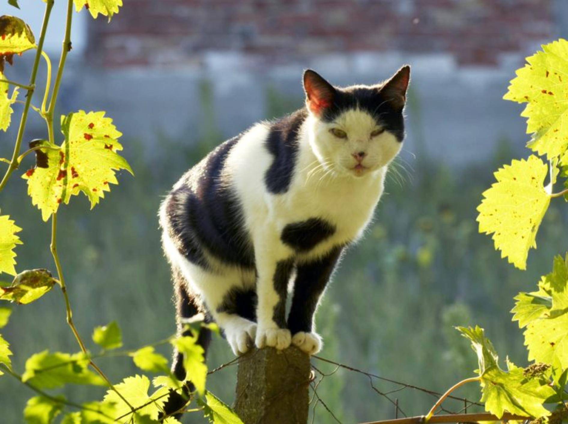 In Deutschland ist die Gefahr einer Ansteckung mit Tollwut für Katzen sehr gering – Bild: Shutterstock / goran cakmazovic