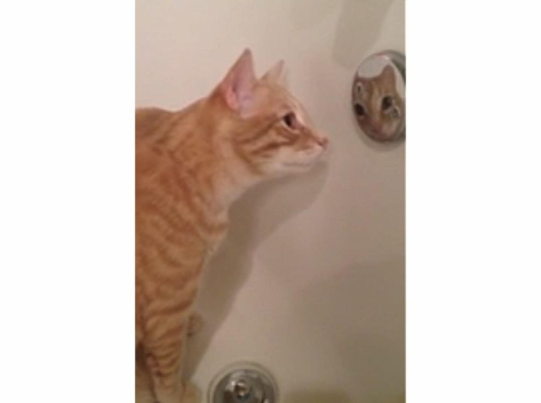 Kater Rigby findet sich heute schön – Bild: Youtube / Natalie Weber