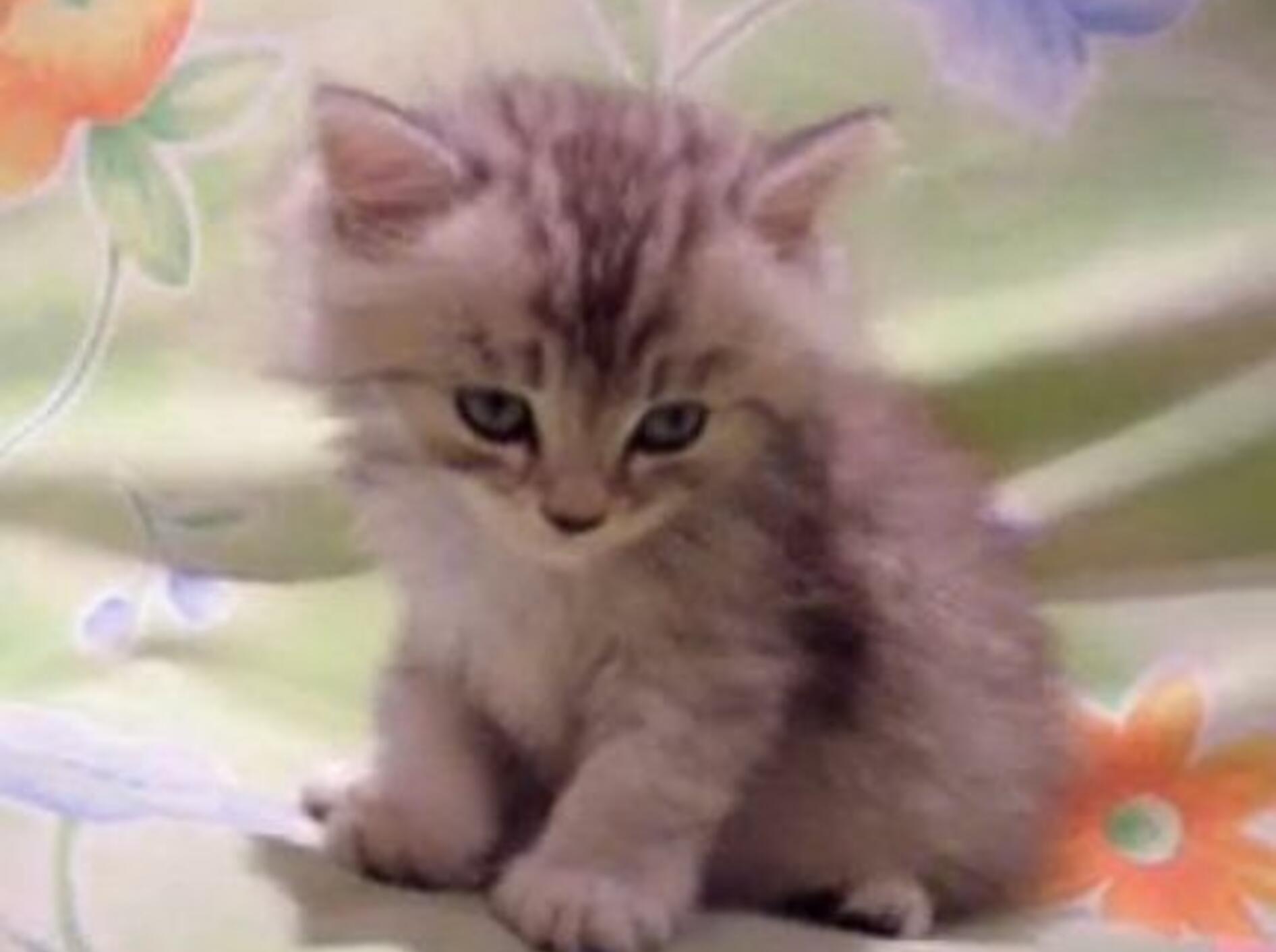 Warum so müde, kleines Kätzchen? – Bild: Myvideo