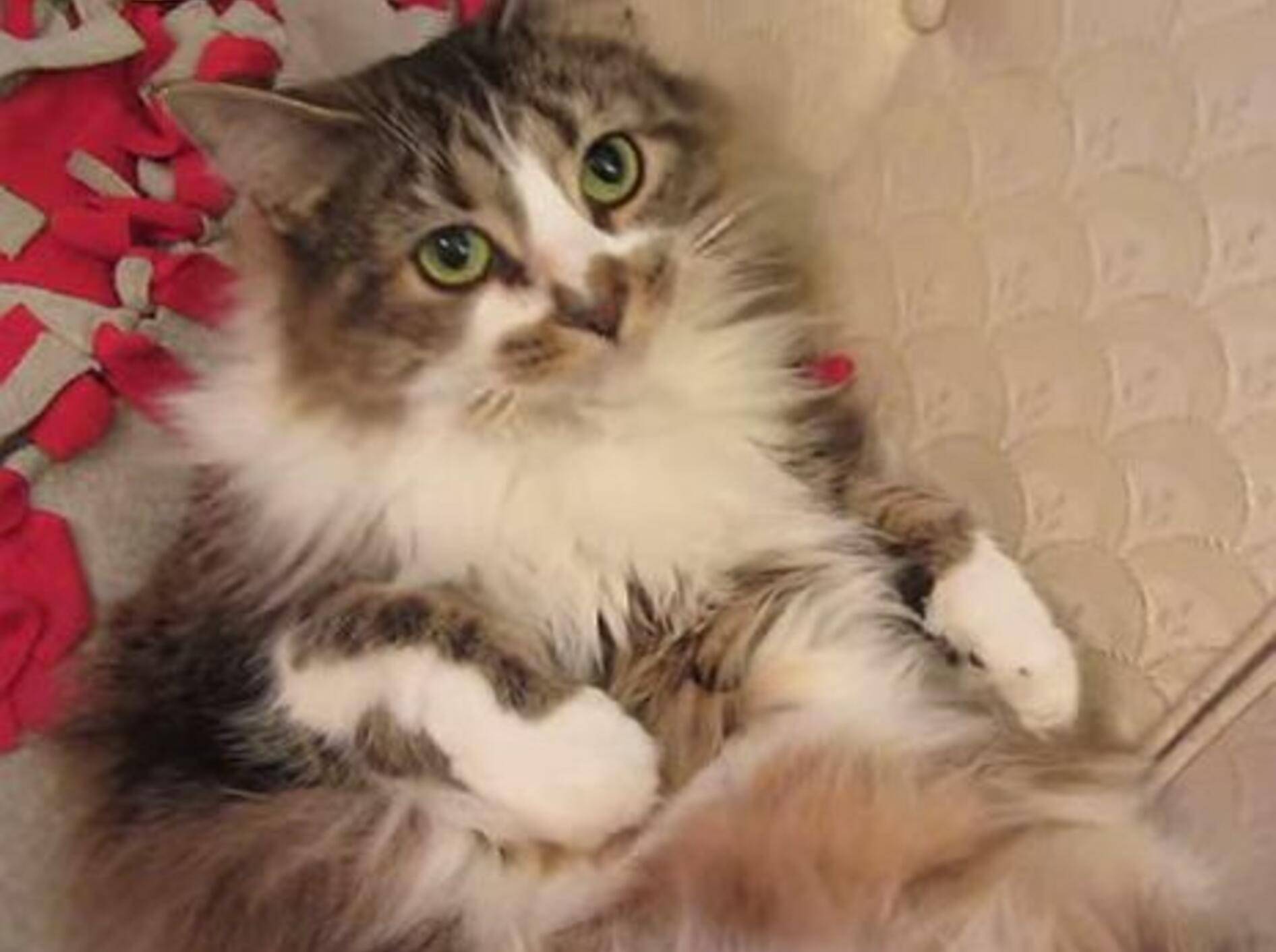 So gemütlich ist das Katzenleben! – Bild: Youtube / Elise Bodnyk