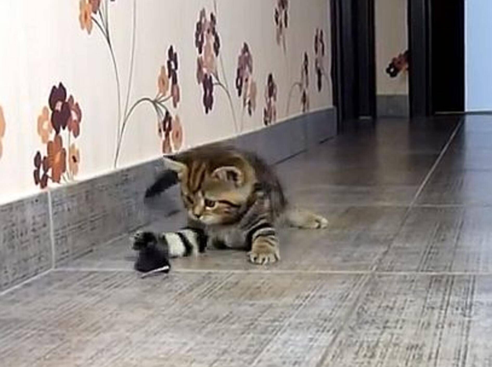 Katzenbaby präsentiert: Zauberhafte Mäusejagd – Bild: Youtube / Funnycatsandnicefish