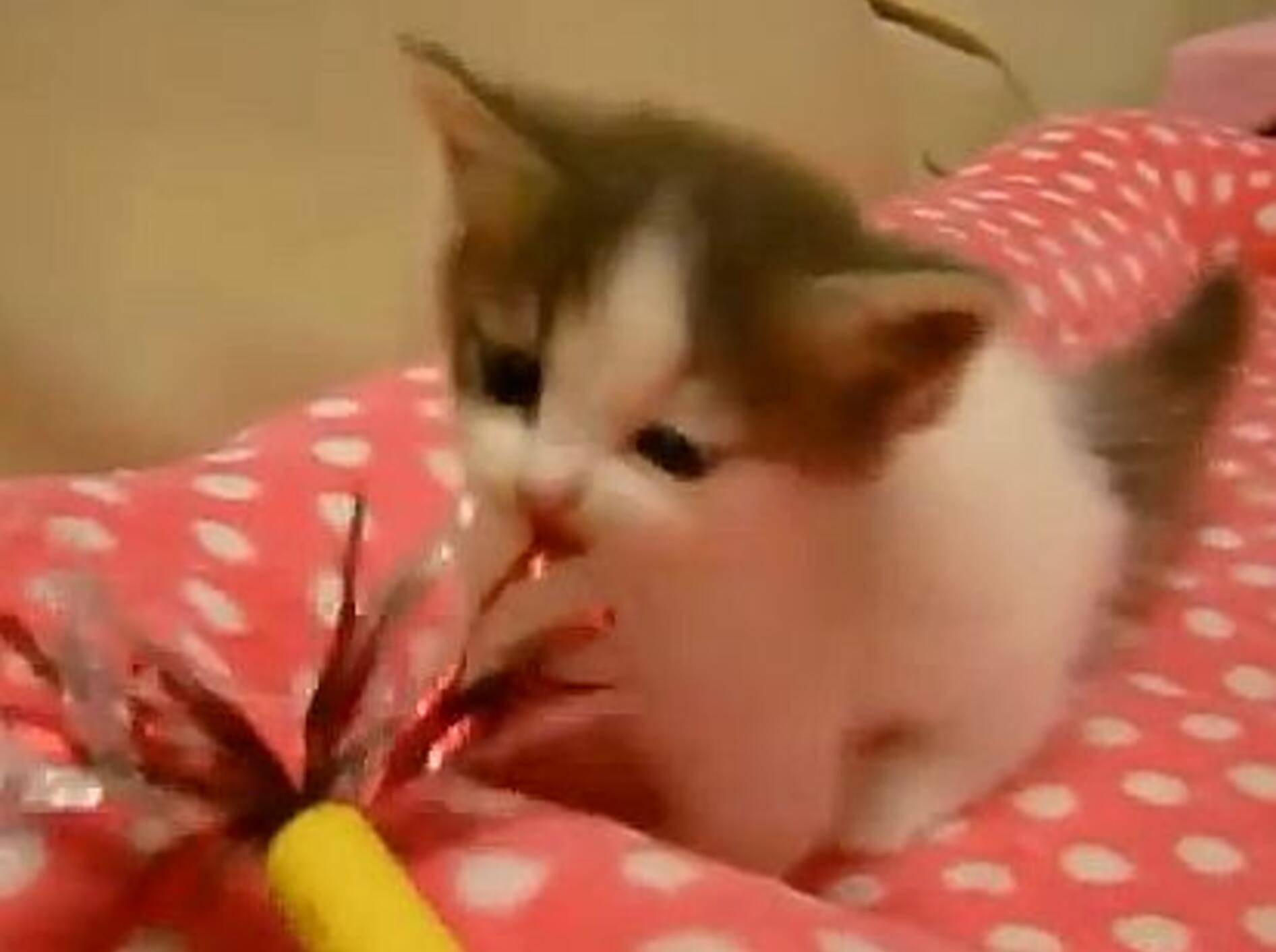 Mini-Samtpfötchen vs. Federspielzeug – Bild: Youtube / Miss Aww