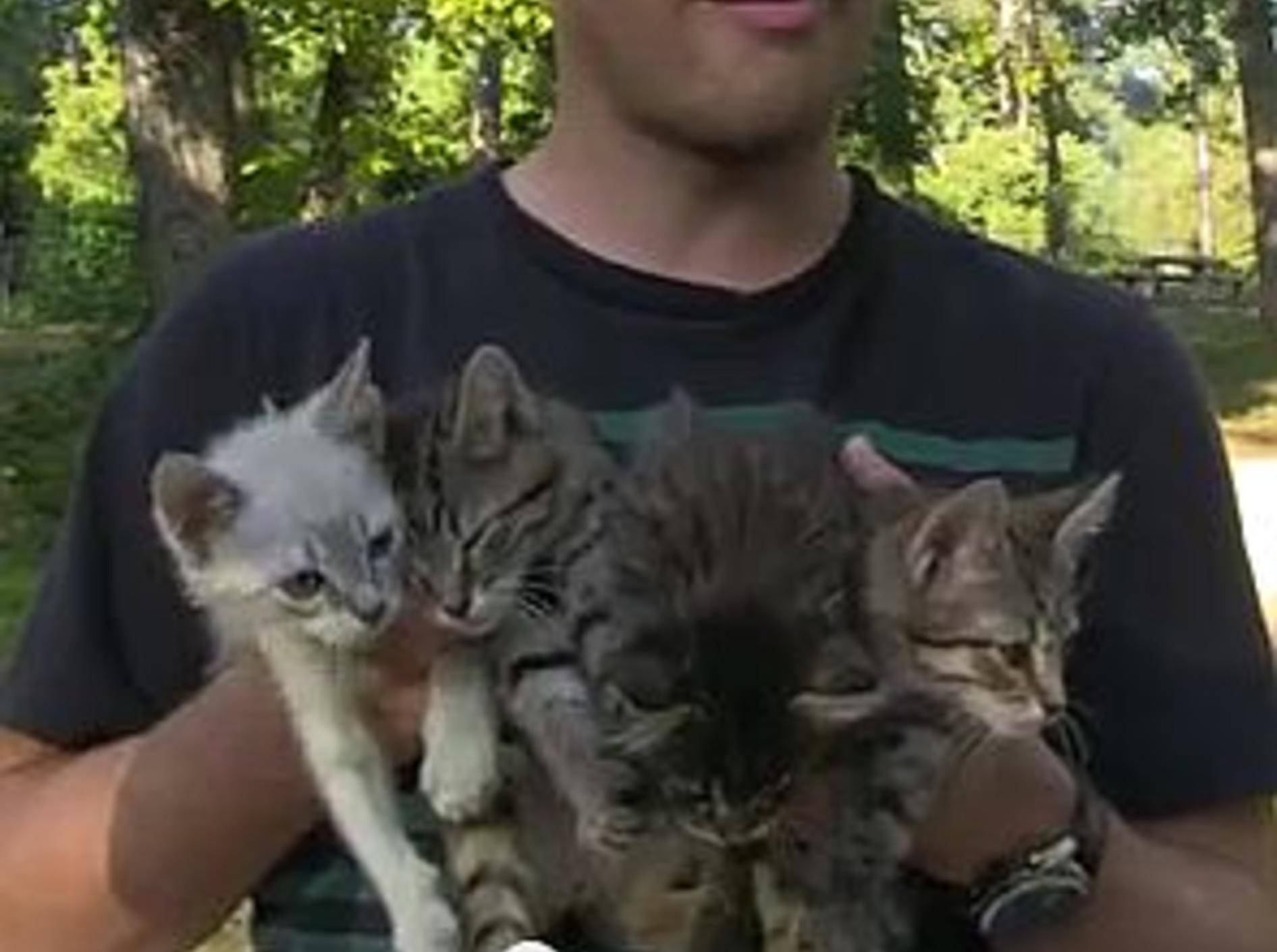 Spaziergänger retten eine ausgesetzte Katzenbande – Bild: Youtube / Garzilly