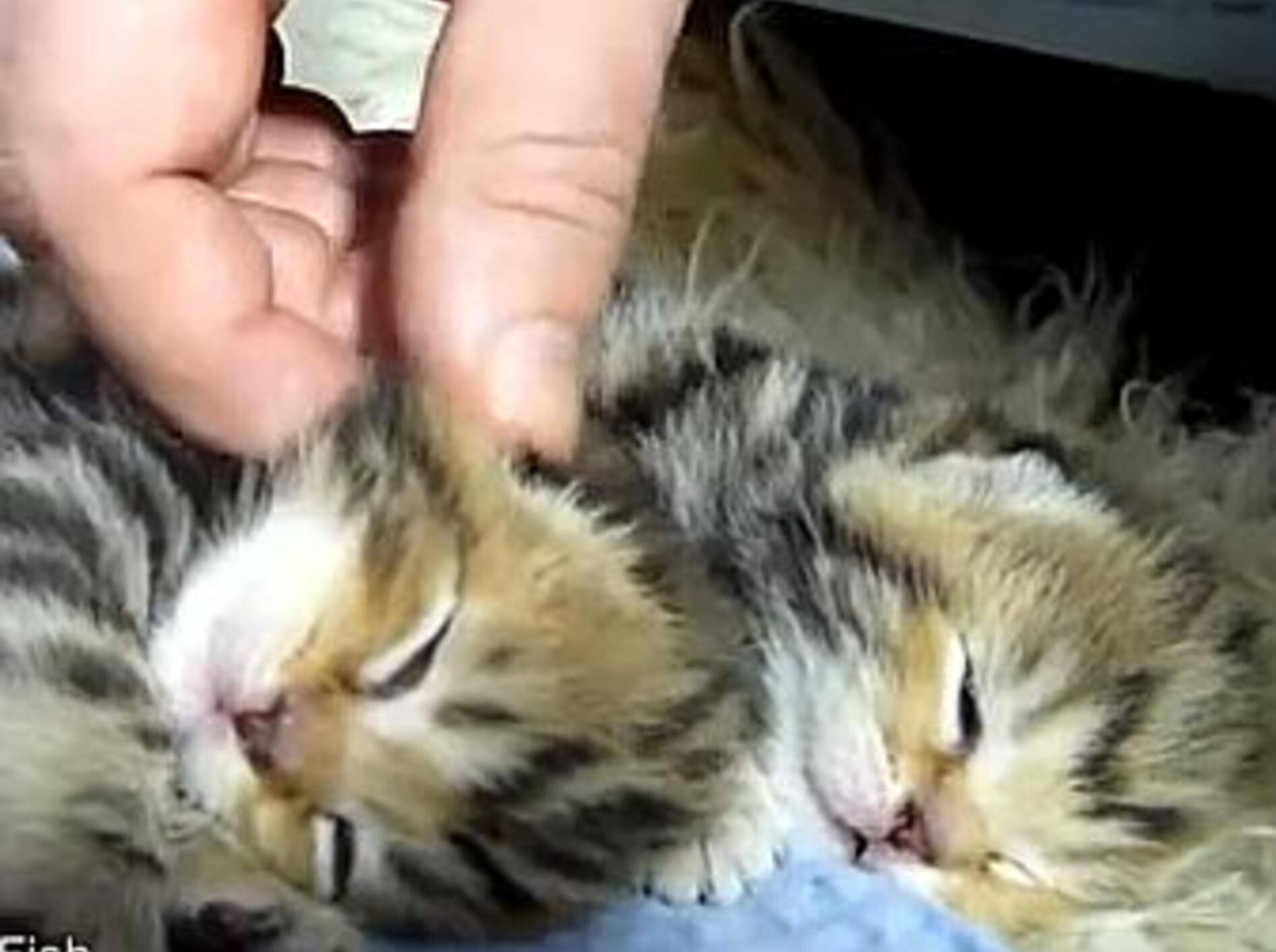 Kuschelstunde mit Mini-Stubentigern – Bild: Youtube / FunnyCatsChronicle