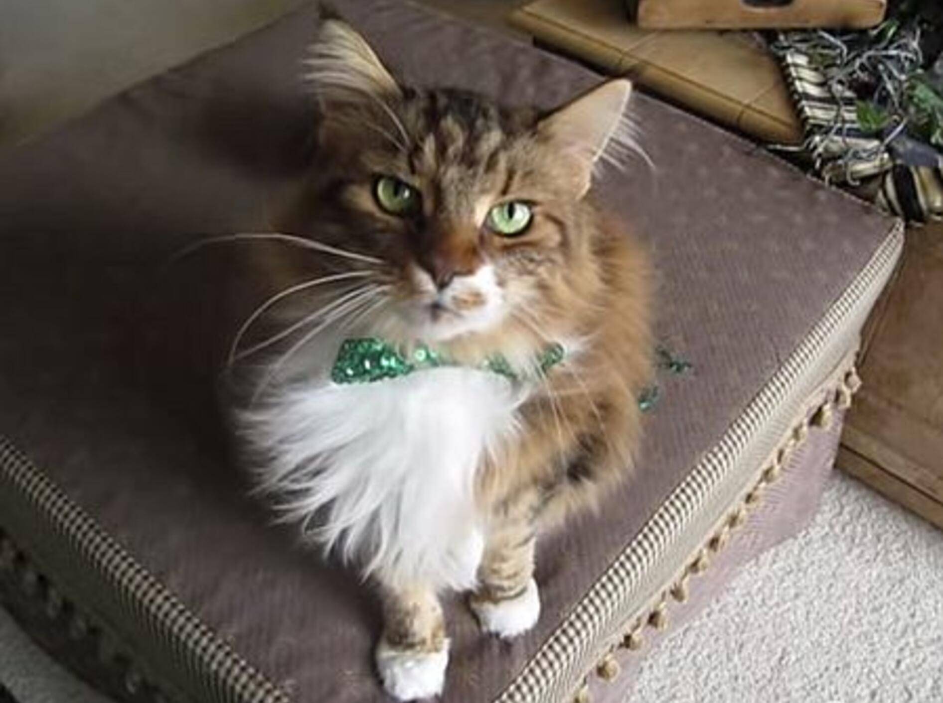 Ein Ständchen von Maine-Coon-Kater Max – Bild: Youtube / cindyclarinet