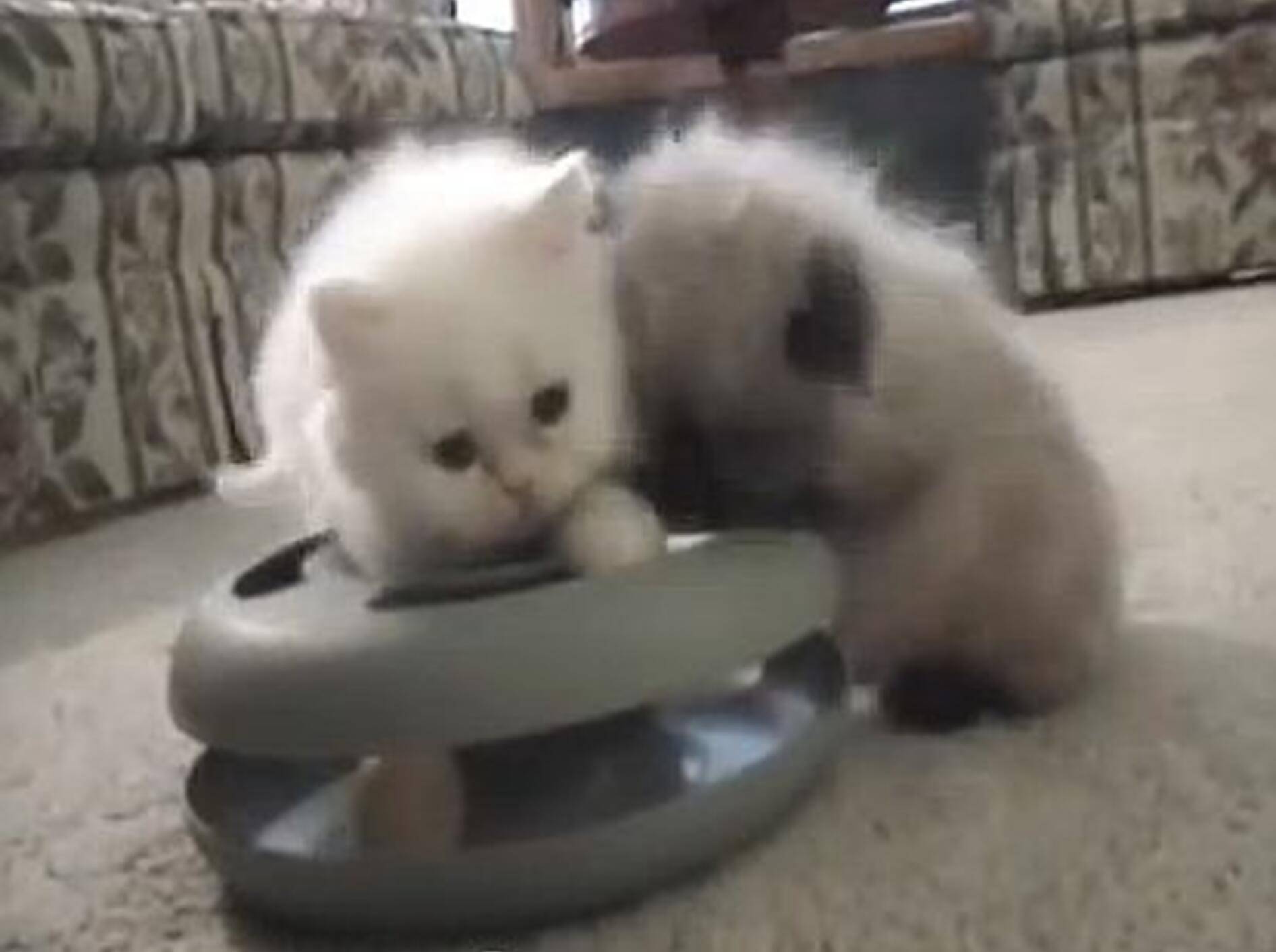 Perserkatzenbande entdeckt mysteriöses Spielzeug – Bild: Youtube / ShallAdore Cats