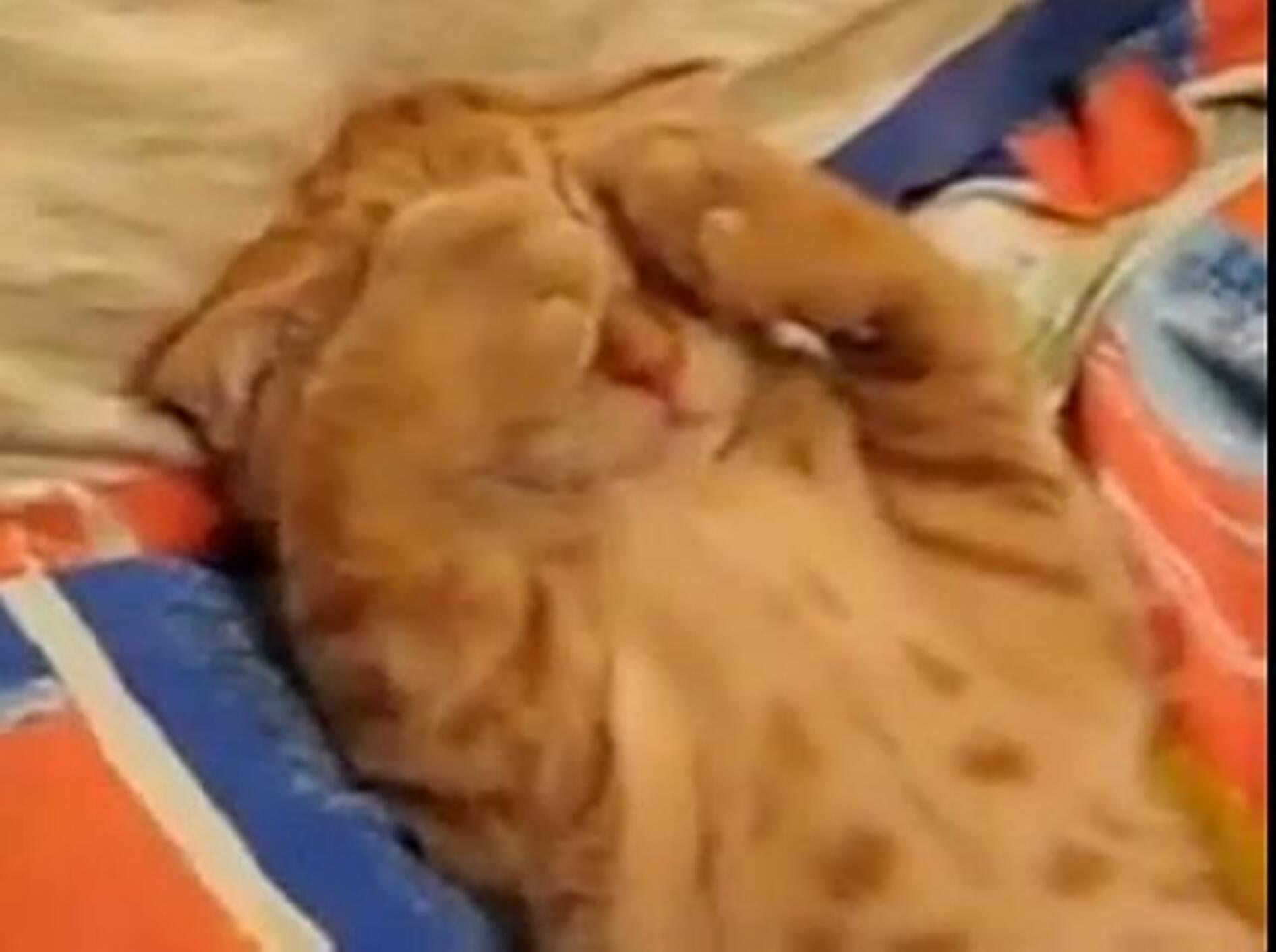 Rotes Kätzchen präsentiert: Relaxen für Fortgeschrittene – Bild: Myvideo