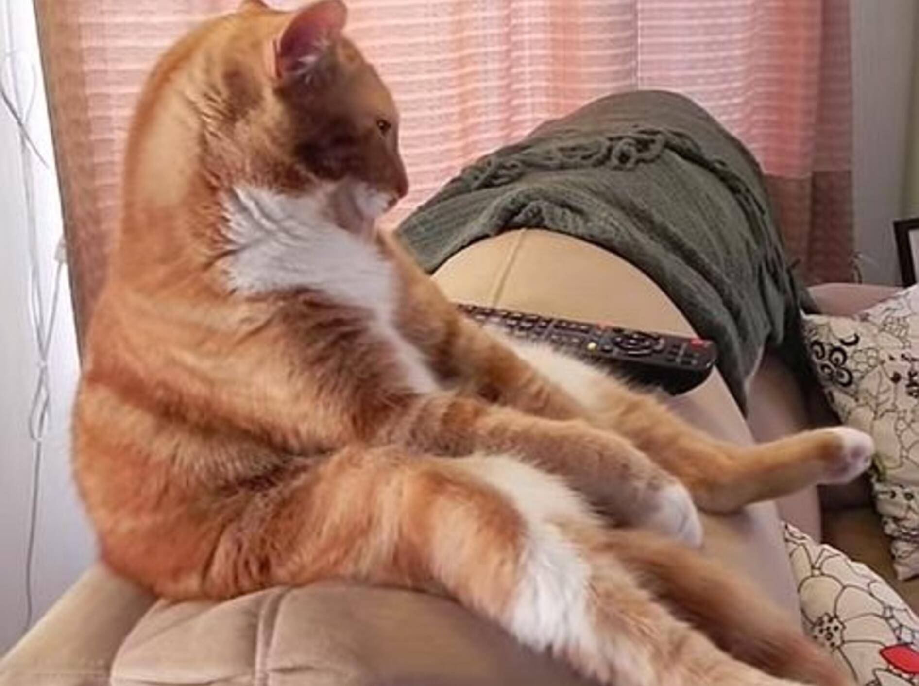 Gemütlicher Fernseh-Kater zeigt seine Lieblingsposition – Bild: Youtube / Saaaaaaaaaaaaaaaab00