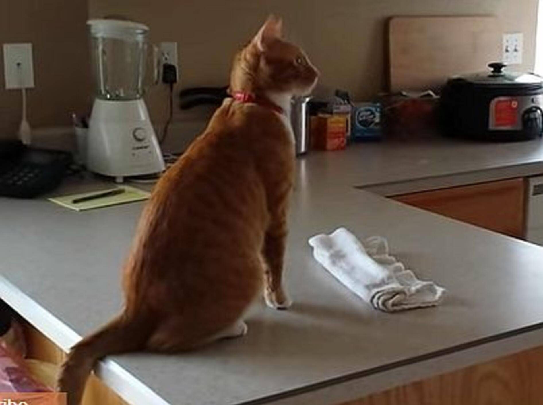 Kater springt auf Kühlschrank – fast! – Bild: Youtube / JRX Studios