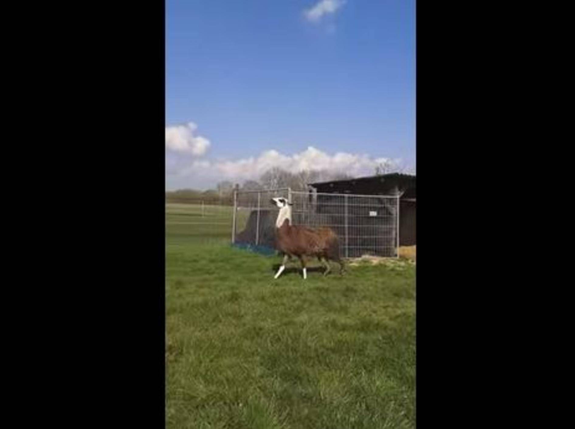 Tierisch gut gelauntes Lama hüpft durch die Welt – Bild: Youtube / Laurie Eskes