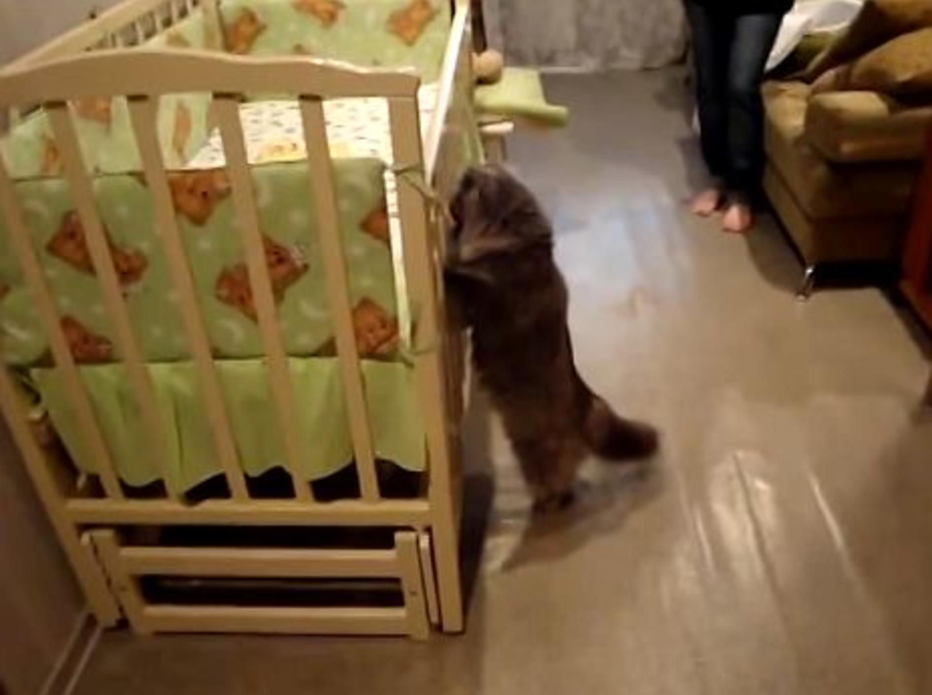 Neugierige Katze sieht zum ersten Mal ein Baby – Bild: Youtube / ***FunnyBabies&CutePets ***