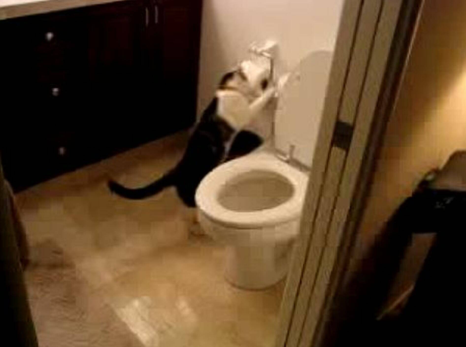 Kater entdeckt das Phänomen Wasserspülung – Bild: Youtube / Nicholas Sayer