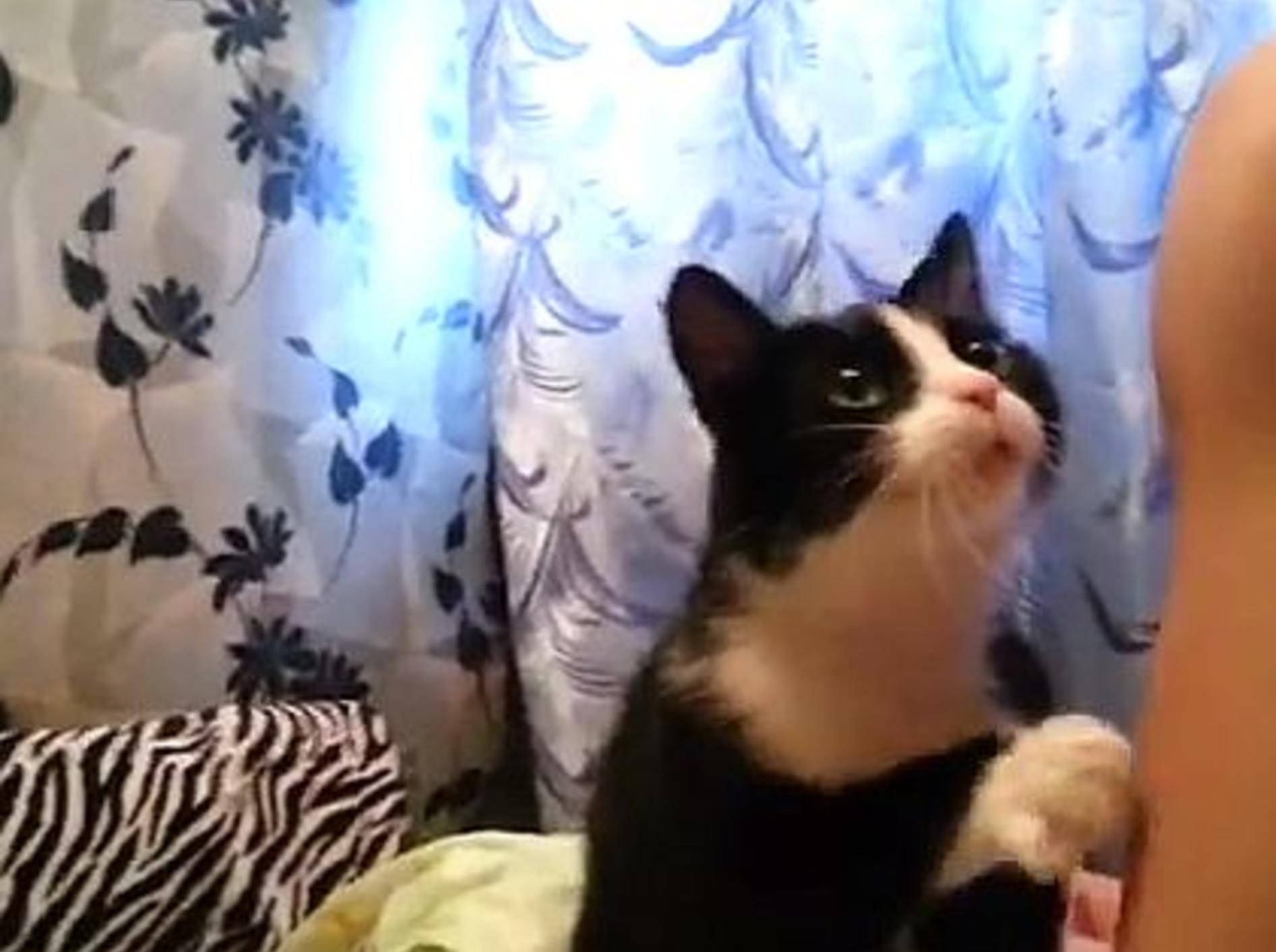Charmante Katze bittet um ein paar Streicheleinheiten – Bild: Youtube / proBUDDka aeterna