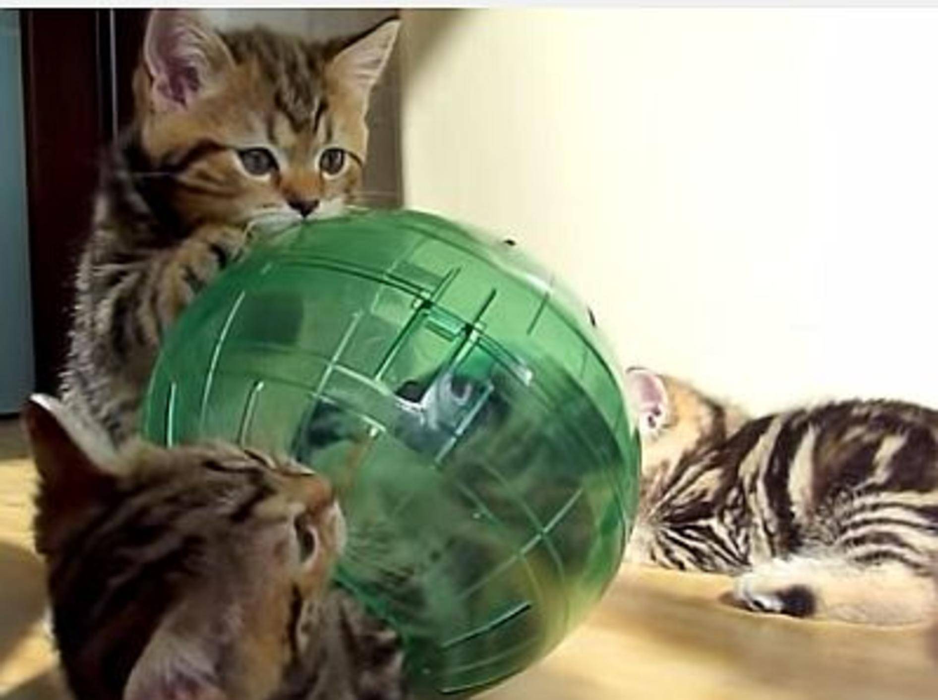 Katzenbaby-Bande und das Abenteuer Hamsterball – Bild: Youtube / Funnycatsandnicefish