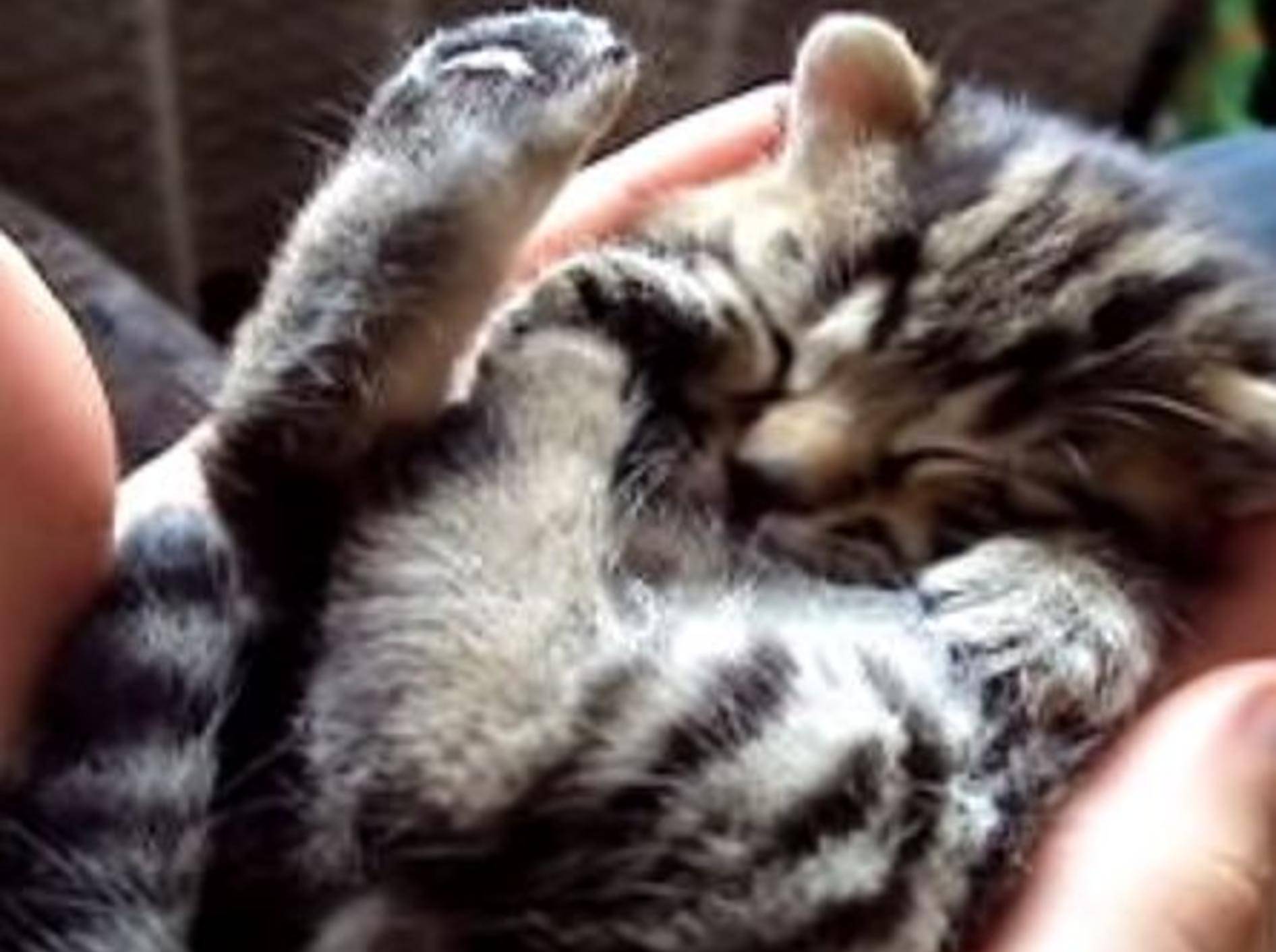 Katzenbaby Bobo macht ein Schläfchen in der Hand – Bild: Youtube / Krzysztof Smejlis