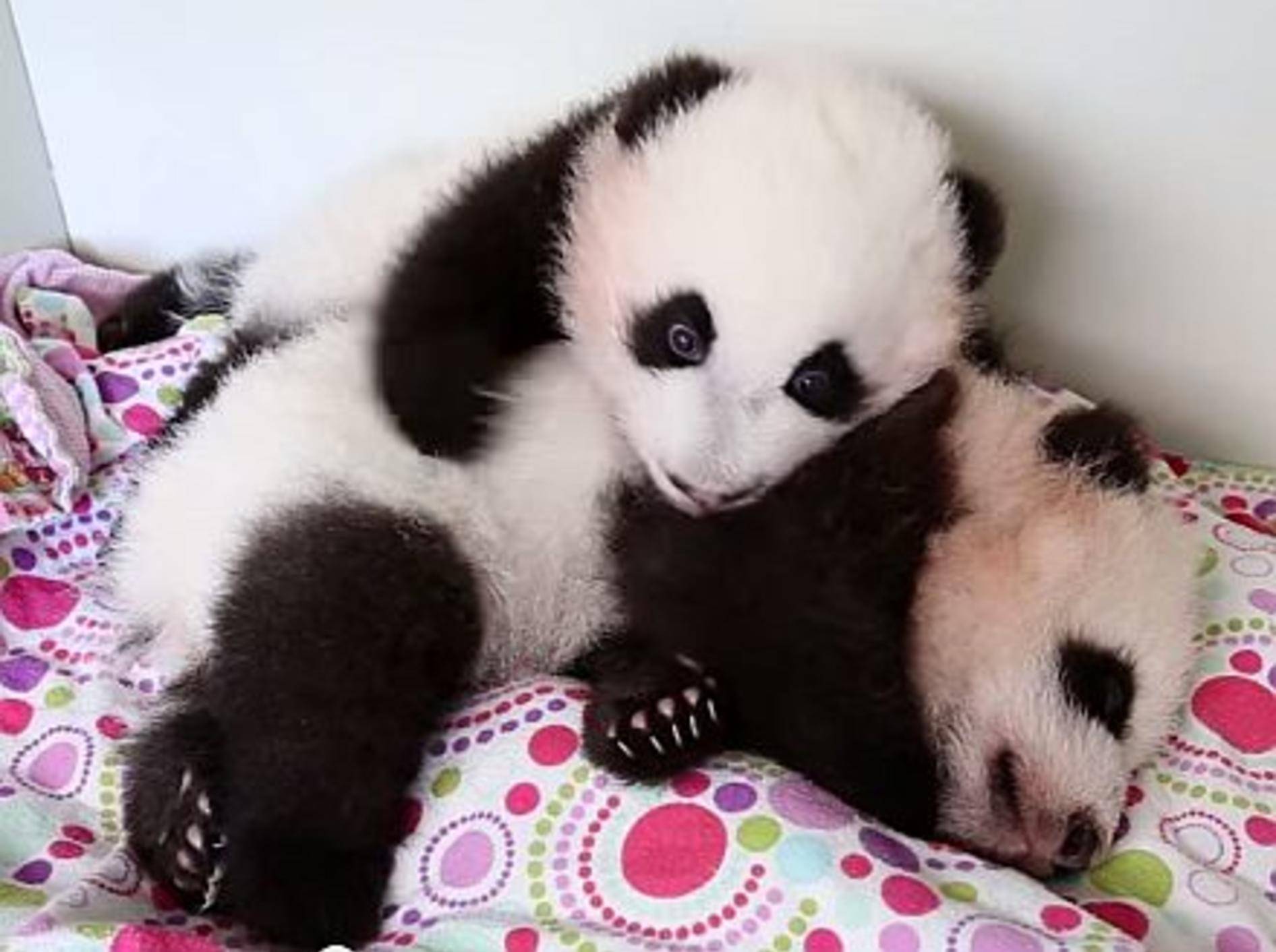 Pandababy: "Hey, lass mich schlafen!!!" – Bild: Youtube / Zoo Atlanta