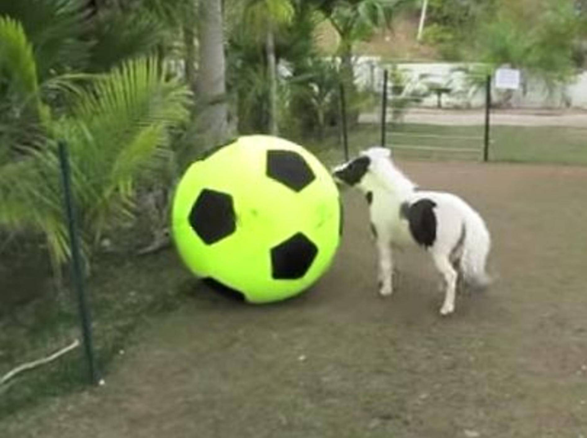 So niedlich: Minipony vs. Riesenball – Bild: Youtube / Einstein Minihorse