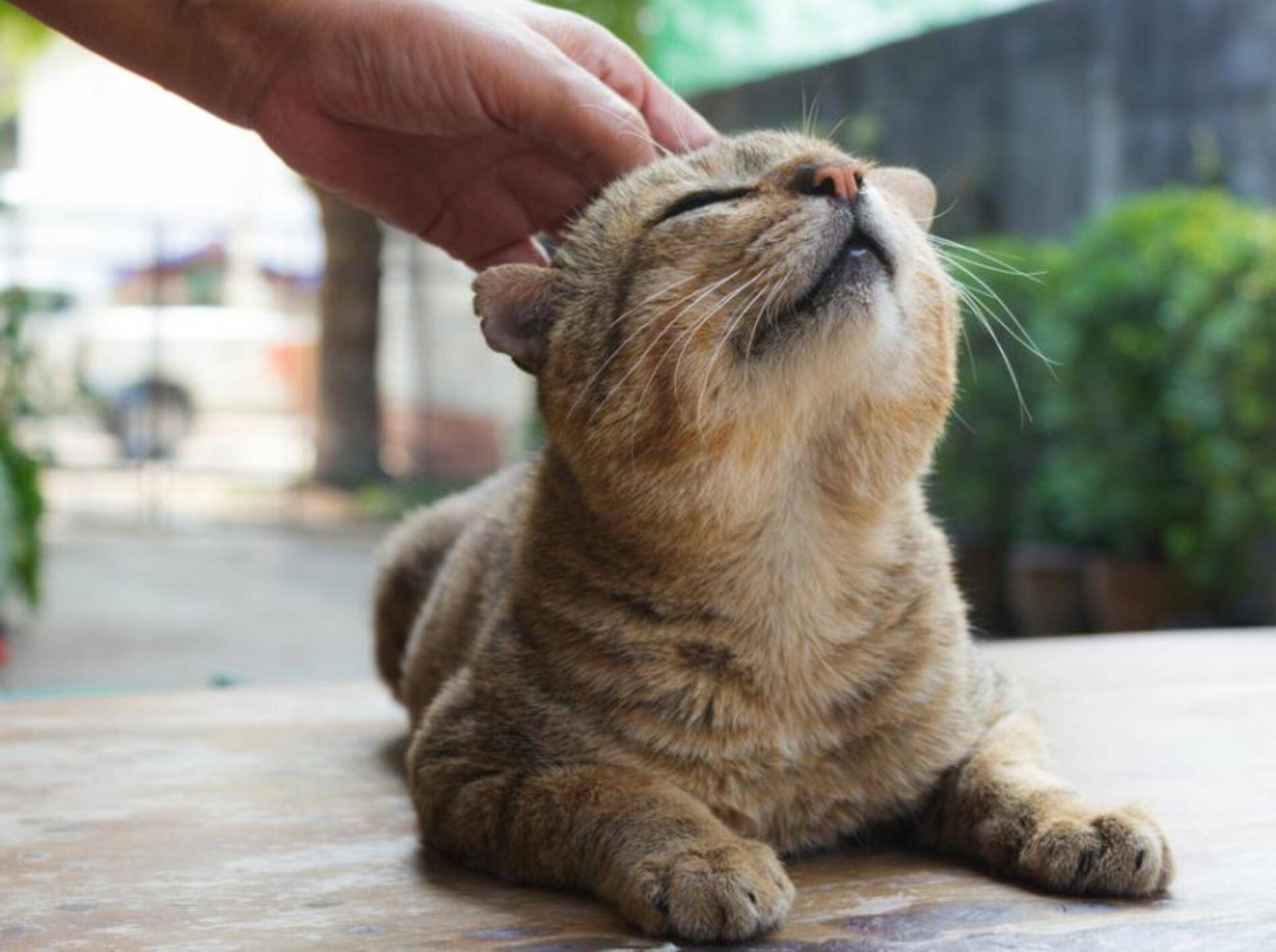 Versuchen Sie, den steckengebliebenen Zeckenkopf vorsichtig zu entfernen – Bild: Shutterstock / Seeme