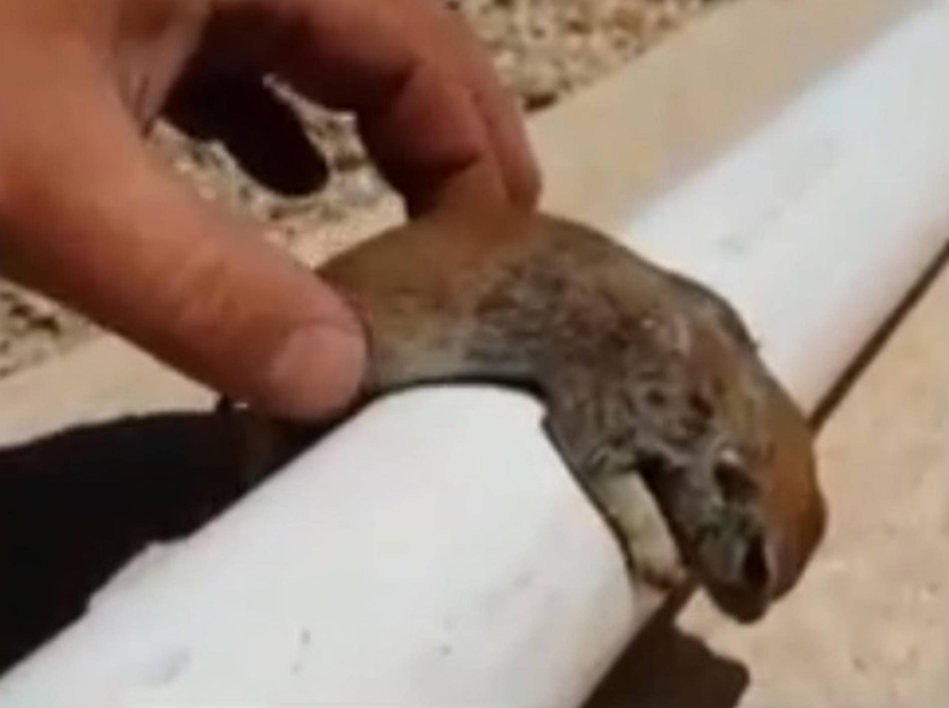 Pool-Mechaniker rettet ertrinkendes Eichhörnchen – Bild: Youtube / VavoFun