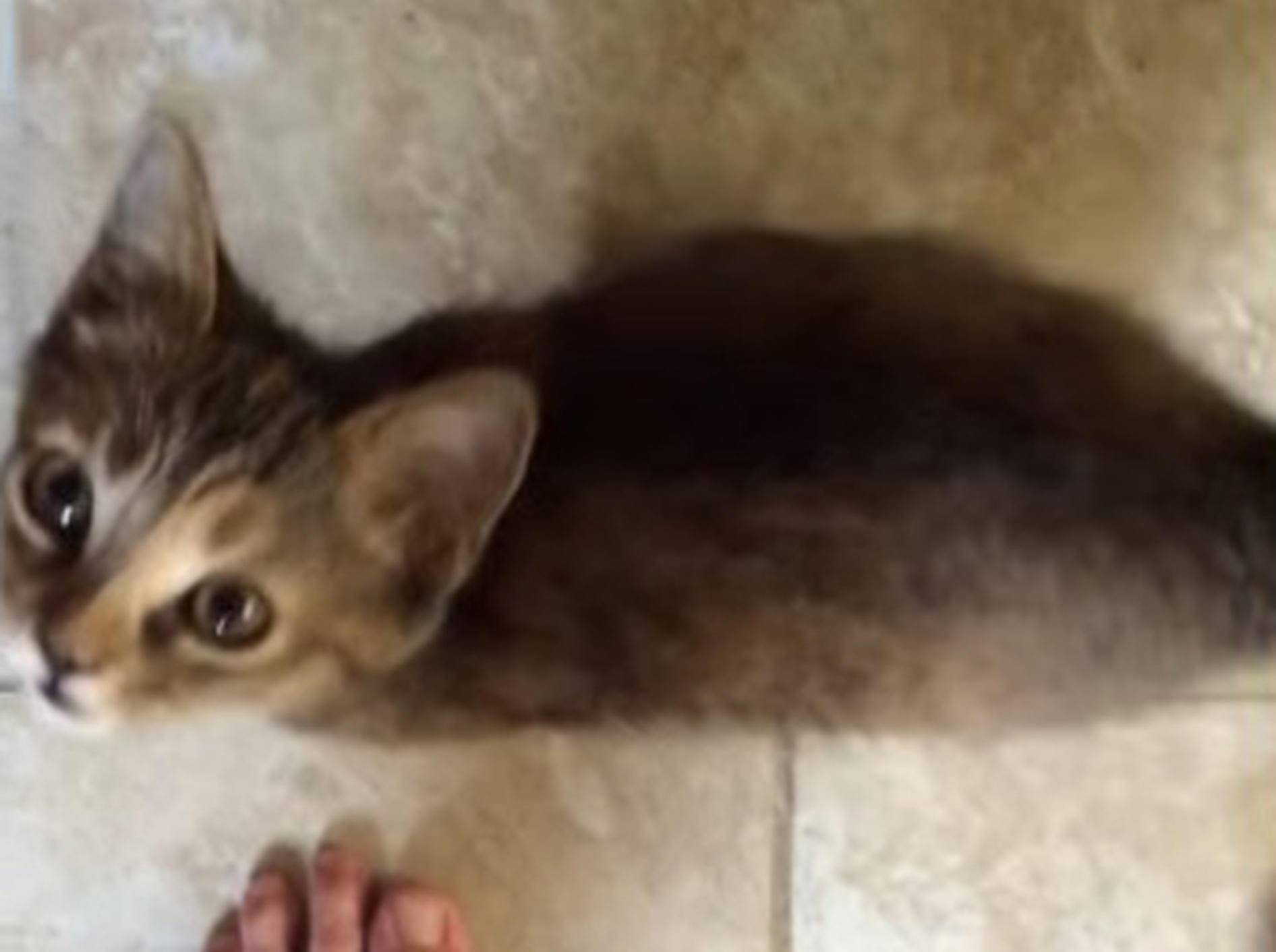Süßes Kätzchen hat sooo einen Hunger! – Bild: Youtube / Gretchen Ellenberg