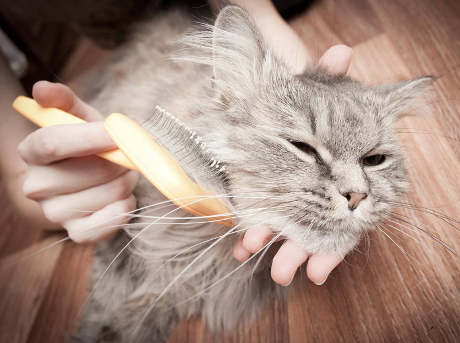 So finden Sie die richtige Bürste für Ihre Katze – Bild: Shutterstock / Telekhovskyi