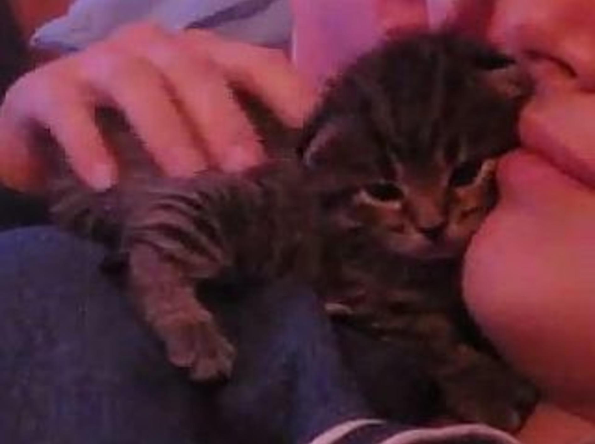 Zauberhafter Babykatzen-Kuschelalarm – Bild: Youtube / Lucy's had Kittens ^_^