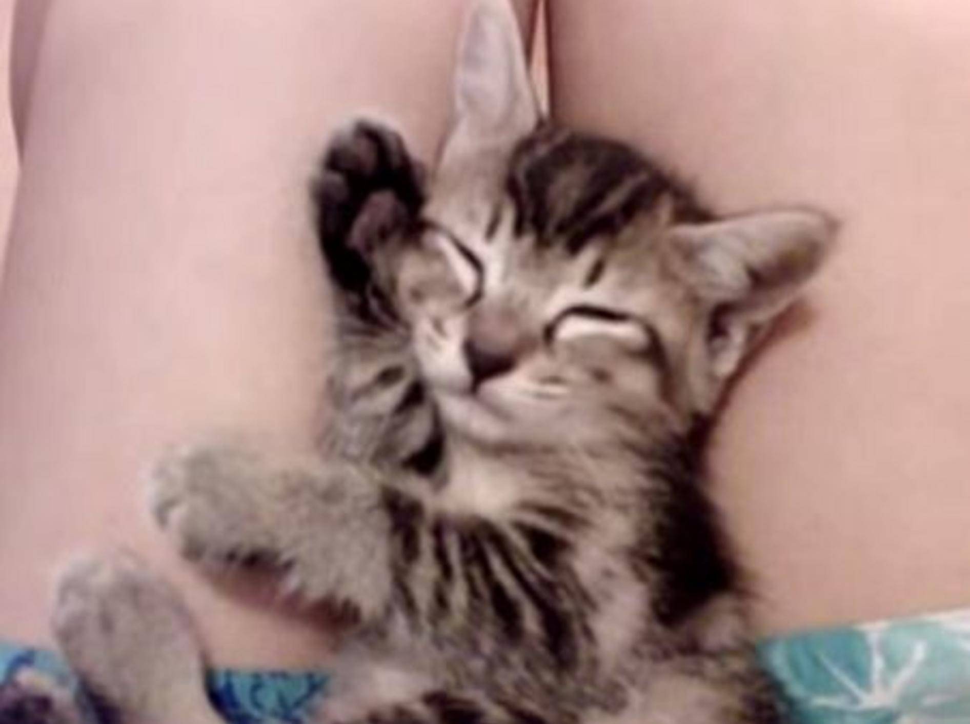 Müdes Kätzchen döst auf dem Schoß – Bild: Youtube / cooluluv