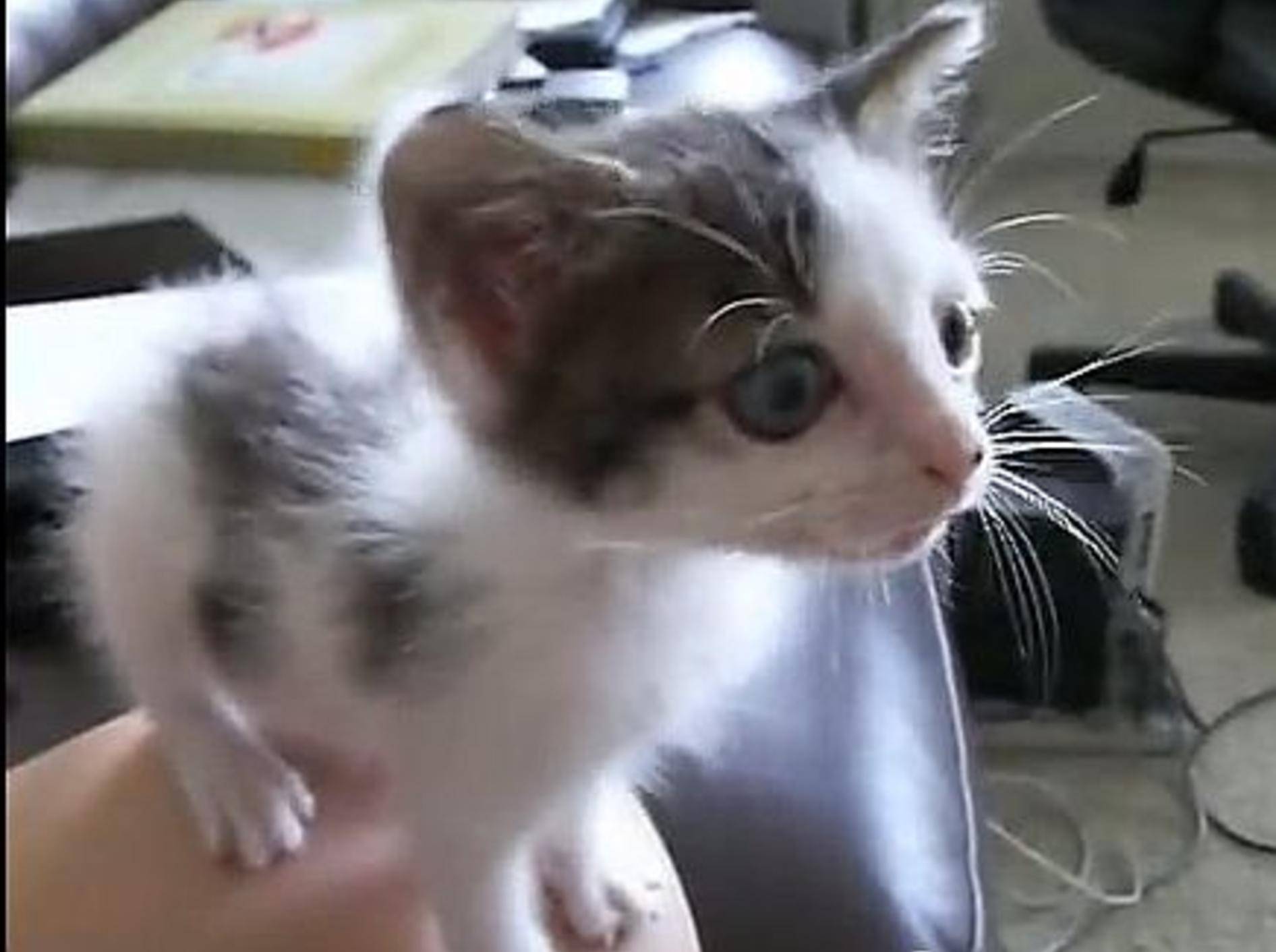Kleine Findelkatze, großes Miau – Bild: Youtube / InconvenienceStore