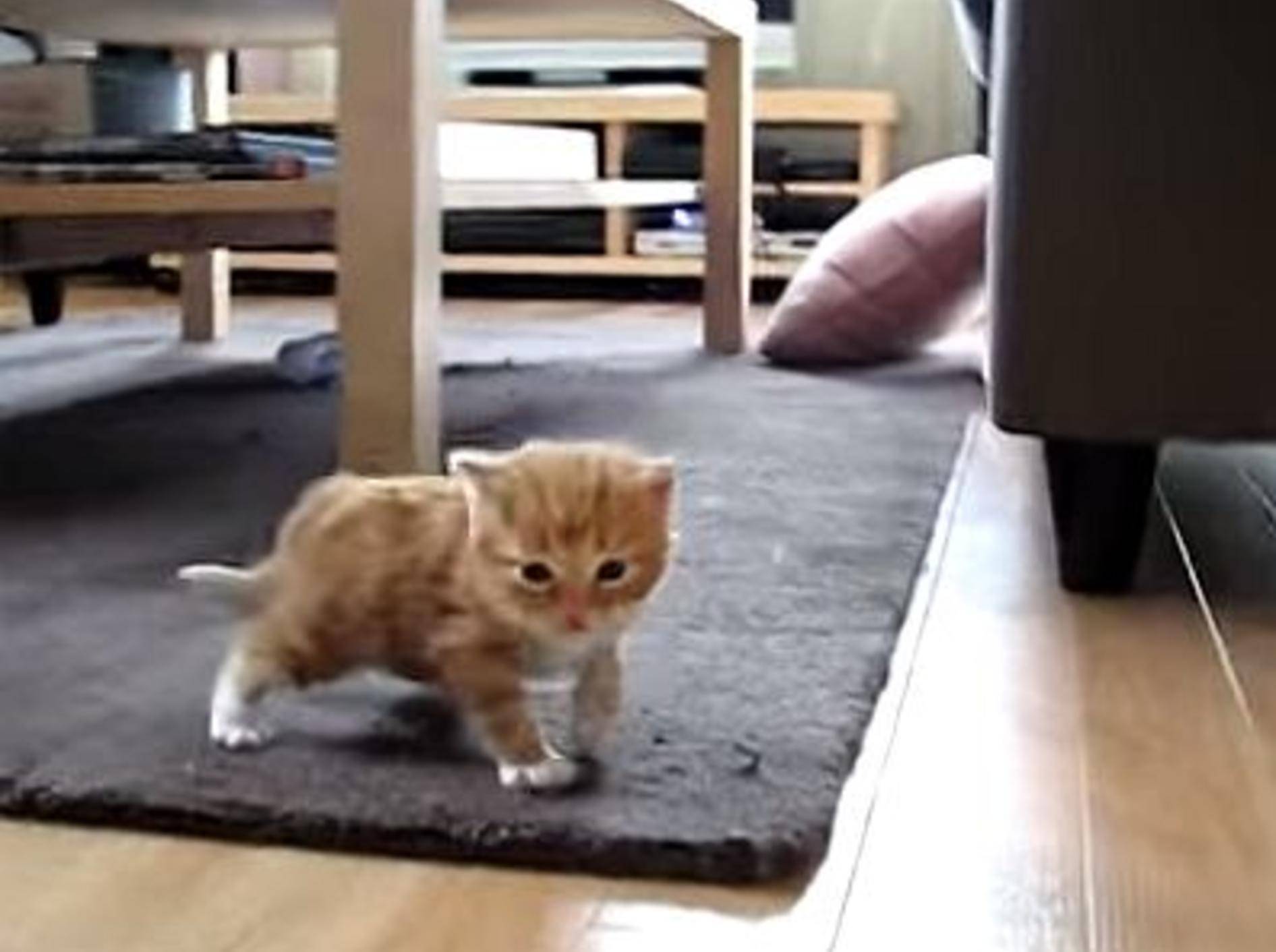 Rotes Mini-Kätzchen übt ein bisschen Laufen – Bild: Youtube / hognis