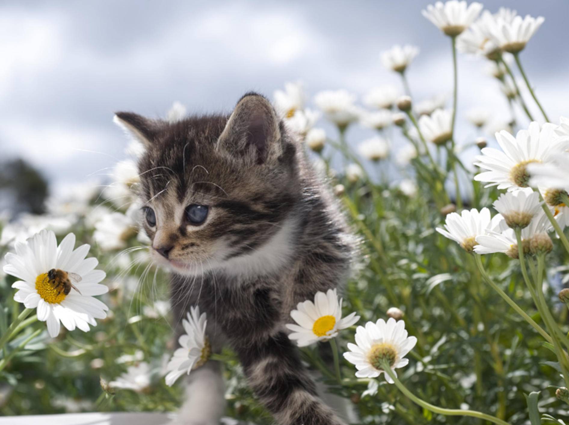 Ein Insektenstich an der Pfote ist für eine Katze sehr schmerzhaft – Bild: Shutterstock / Tom Pingel