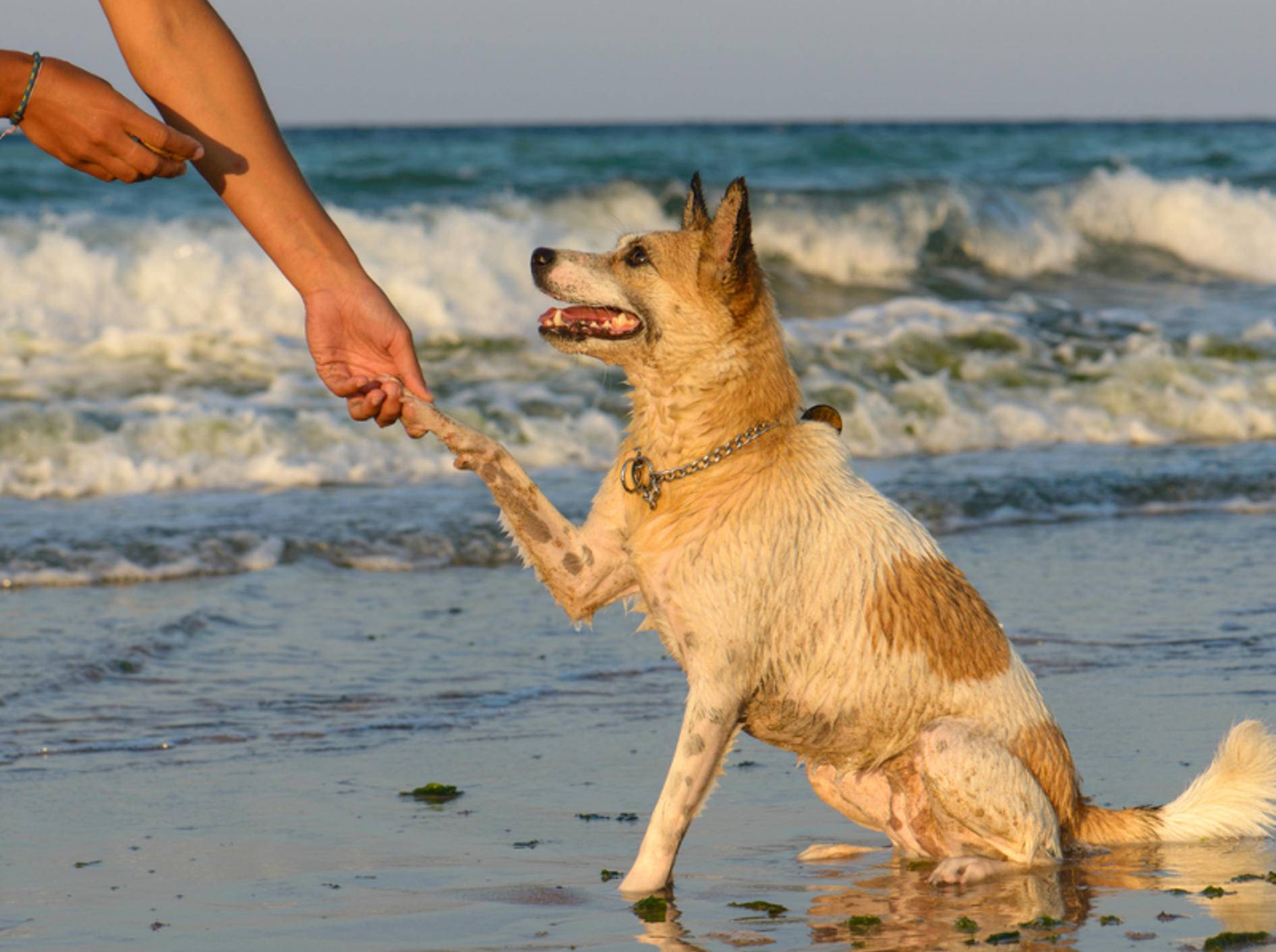 Pfötchen geben gehört zu den leichten Hundetricks – Bild: Shutterstock / Catalin-Grigoriu