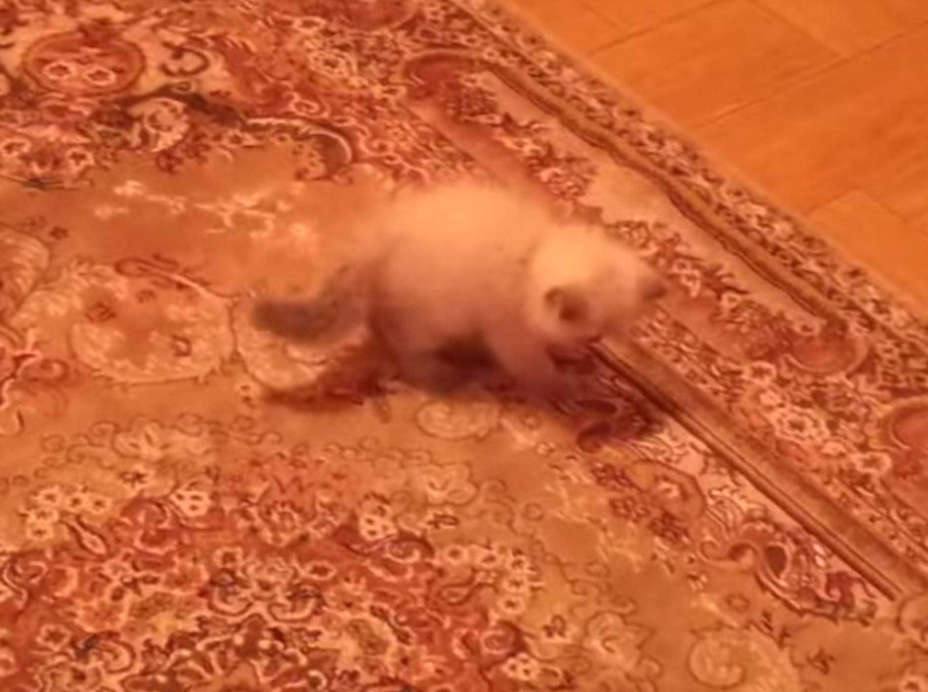 Mini-Kätzchen kämpft gegen das Teppichmonster – Bild: Youtube / Shereen Al-B