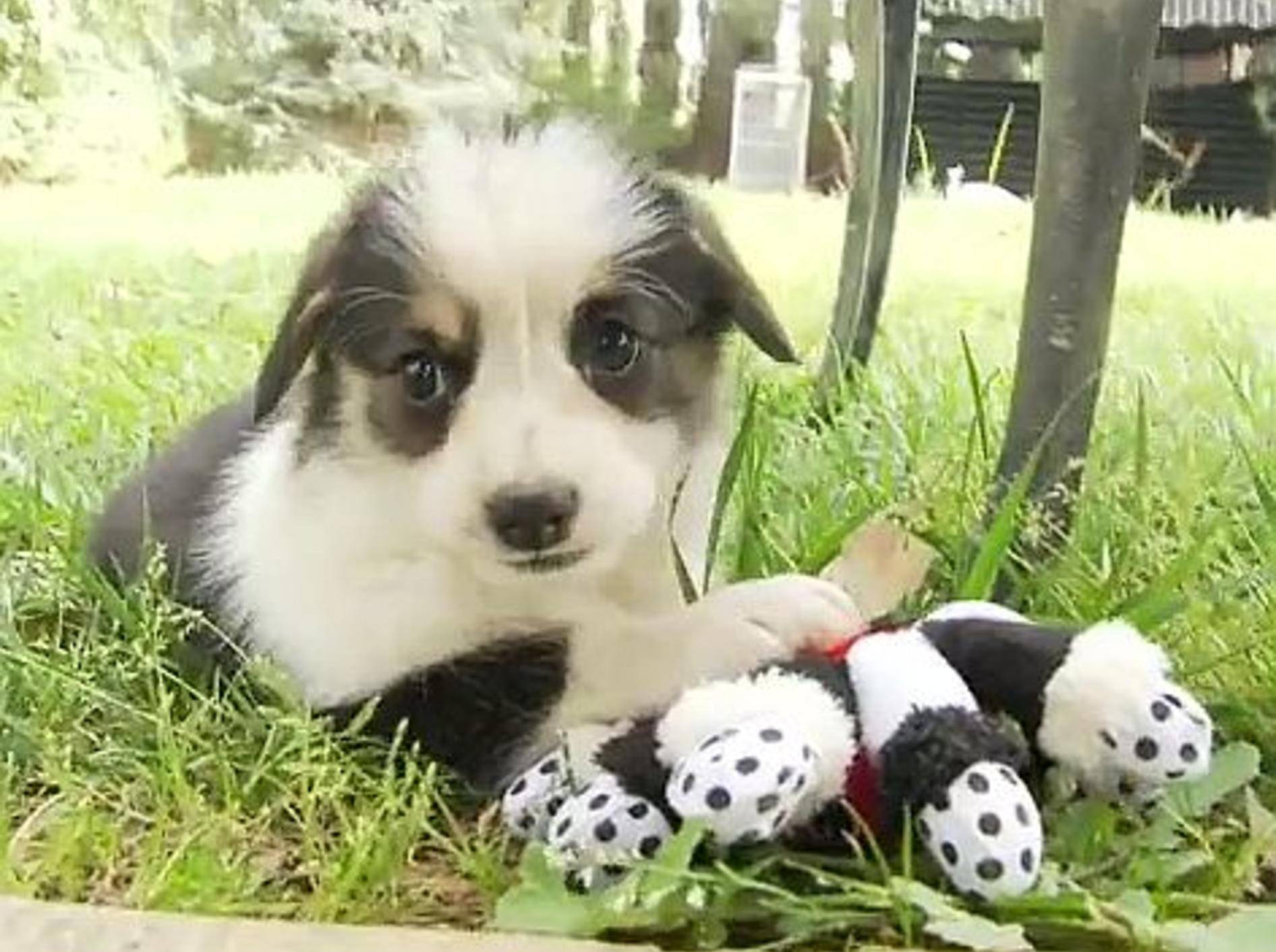 Corgi-Welpen: Wir lieben Spielzeug! – Bild: Youtube / The Pet Collective