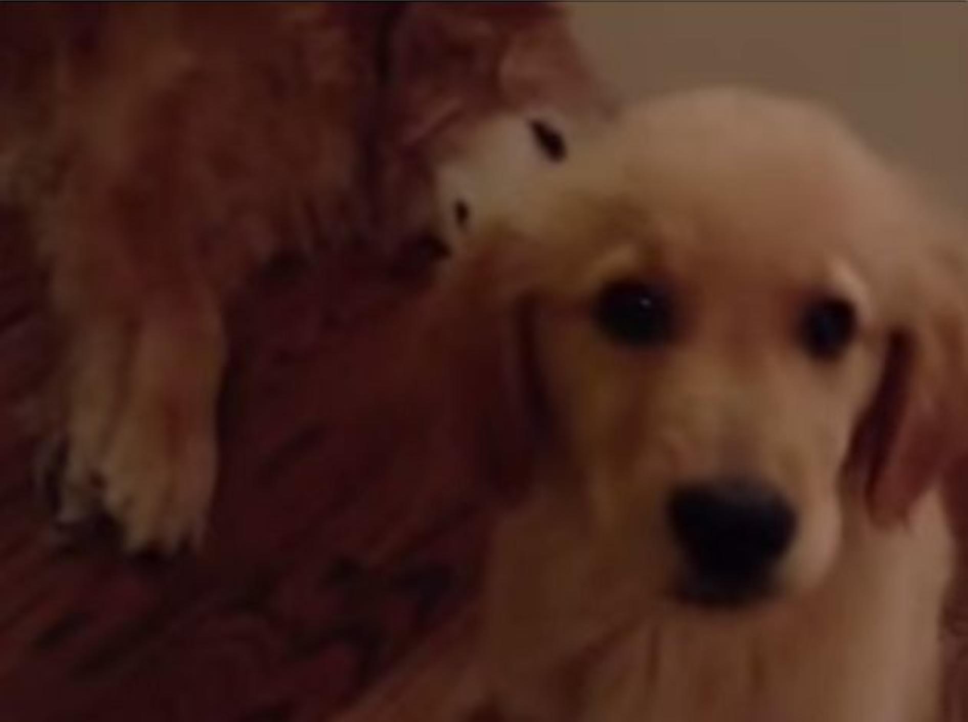Wie süß: Welpe tröstet träumenden Hund – Bild: Youtube / Ariel Goodman