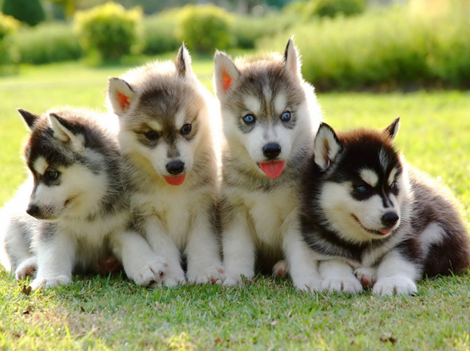 Husky-Welpen kaufen: Wichtige Tipps für die Hundewahl – Bild: Shutterstock / FreeBirdPhotos