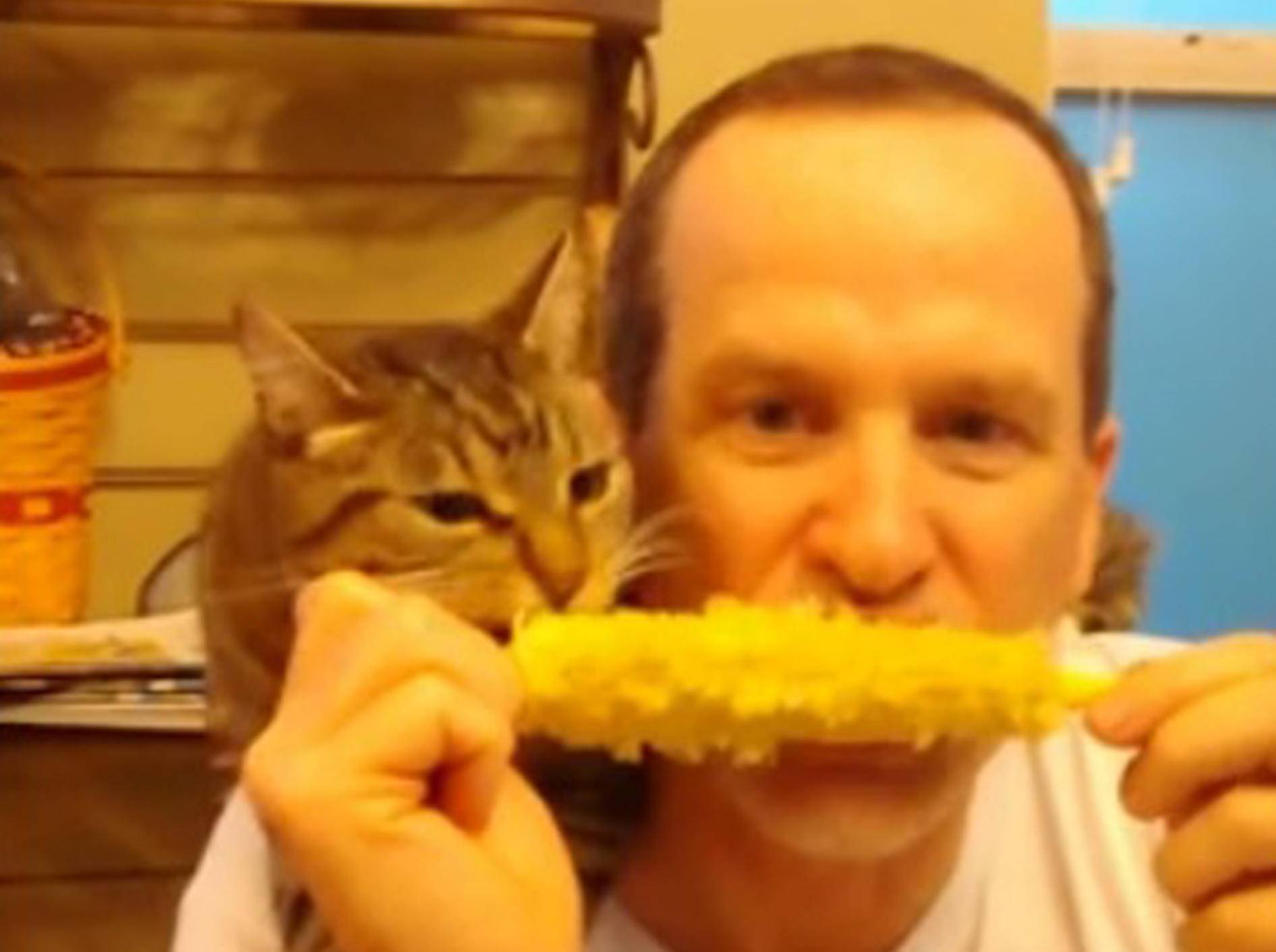 Katzen-Lieblingsfutter: Mais! – Bild: Youtube / Leanna Donald