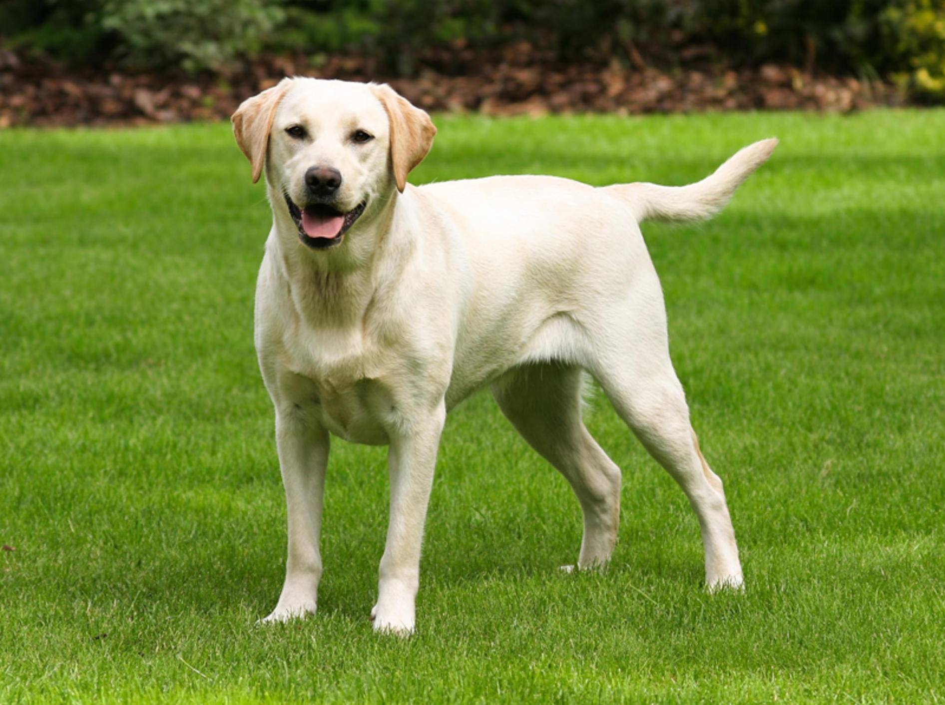 So ist der Charakter des schönen Labradors – Bild: Shutterstock / Capture Lights