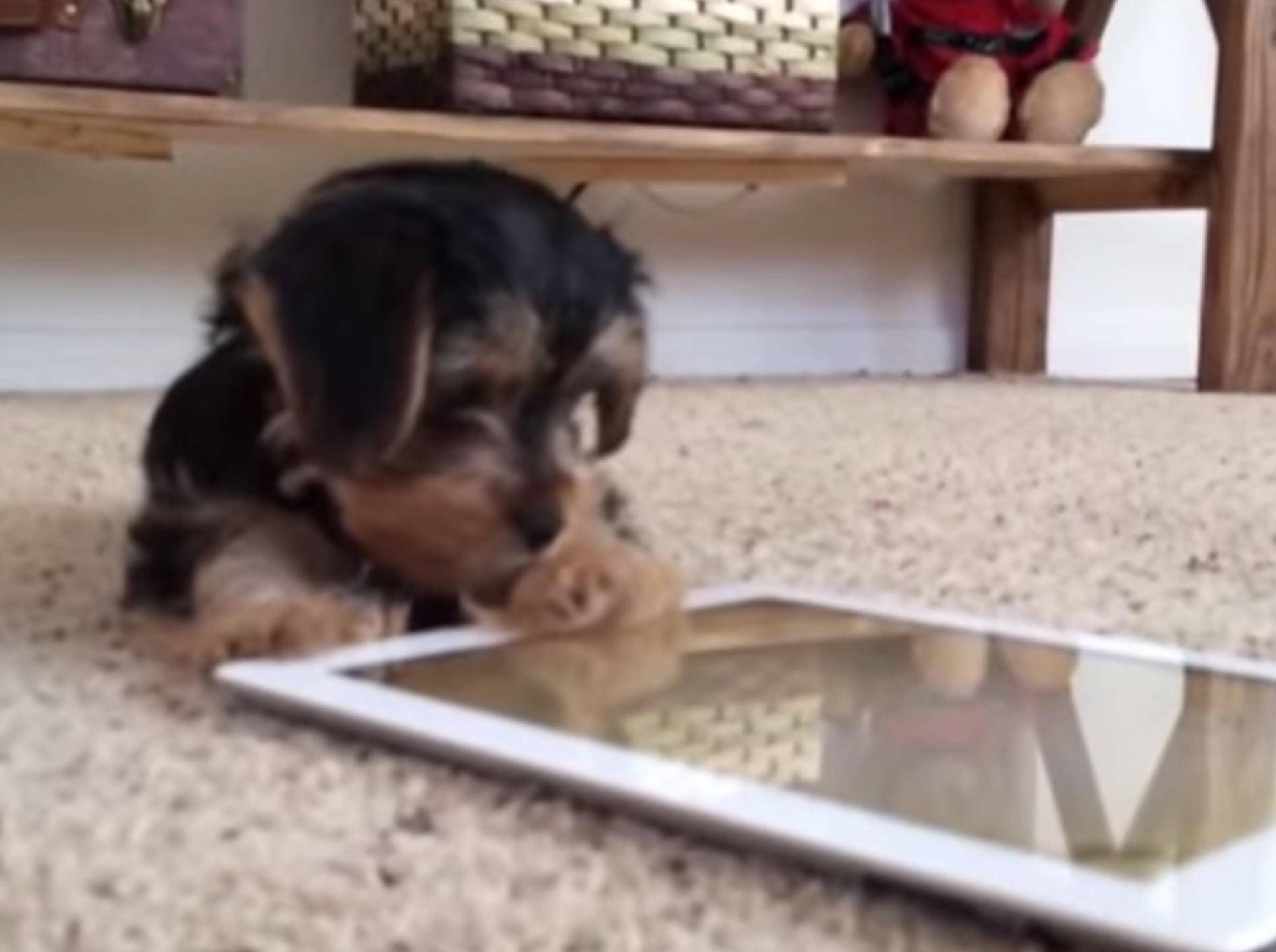 iPad-Spaß mit ein paar Hundewelpen – Bild: Youtube / Fabulous Mr. Pug