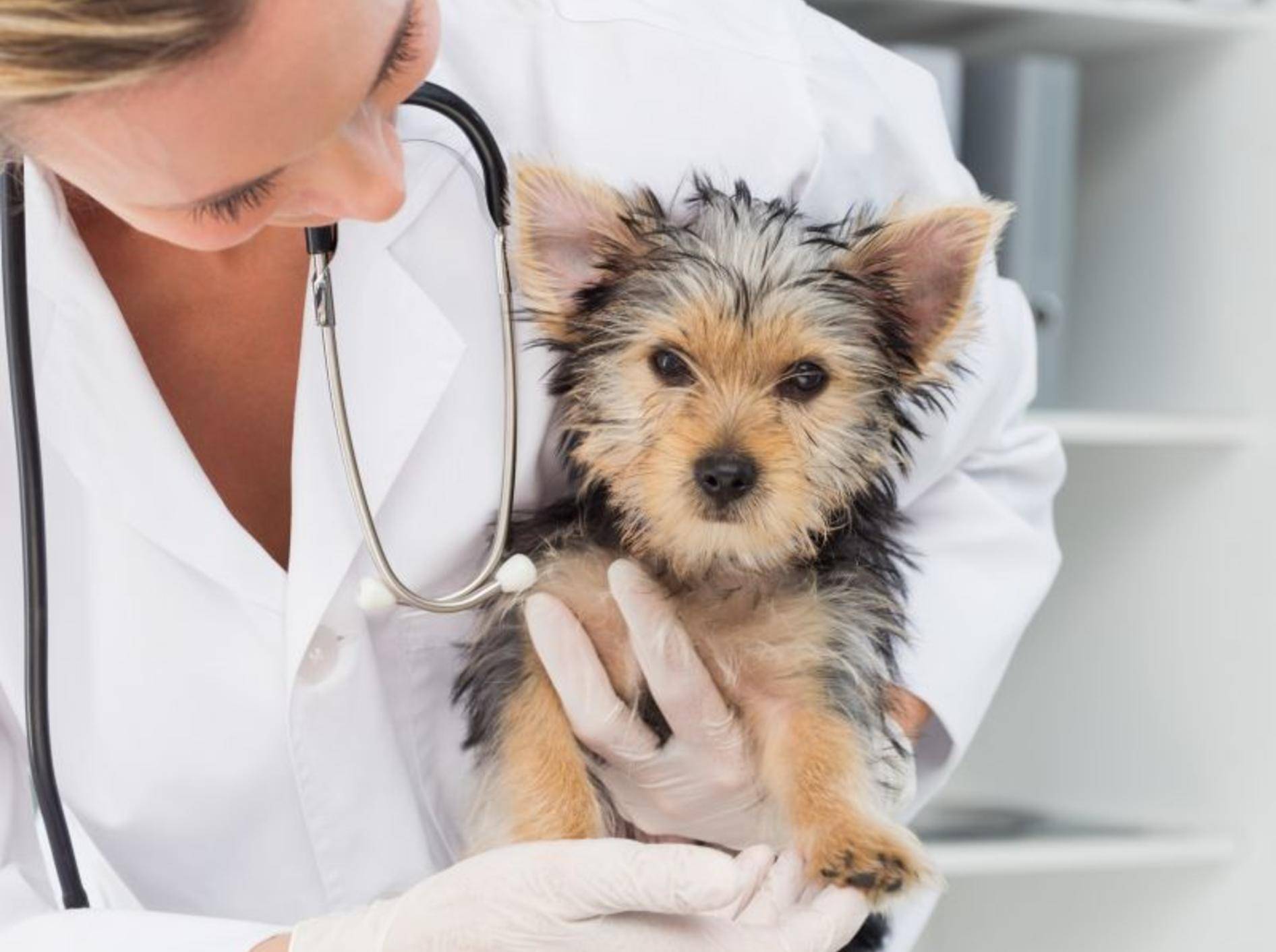 Haarlinge beim Hund: Die Behandlung übernimmt der Tierarzt – Bild: Shutterstock / wavebreakmedia
