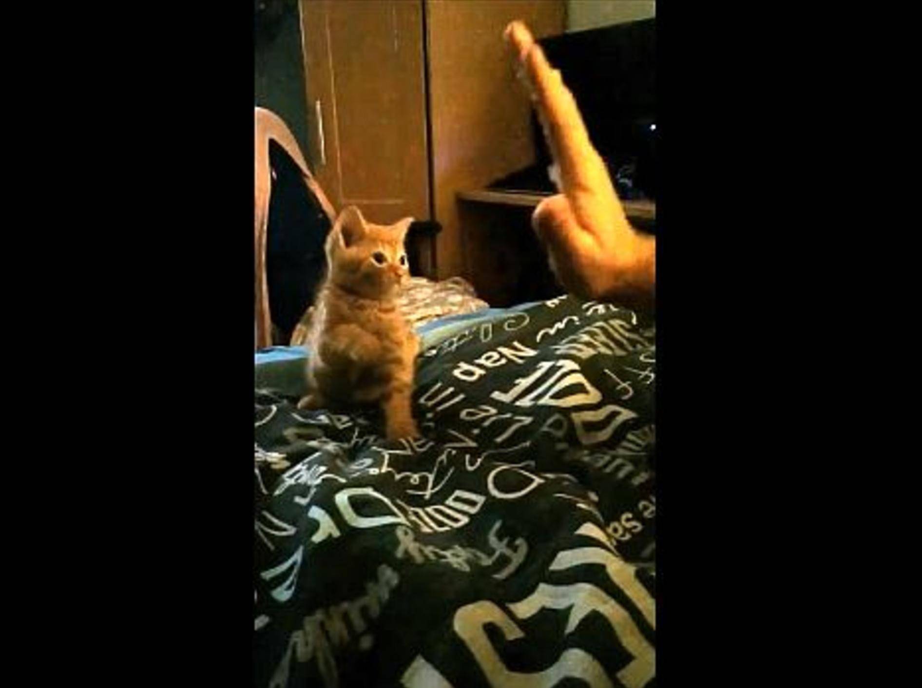Kitten versucht "High Five" zu geben – Bild: Youtube / Matt Rann