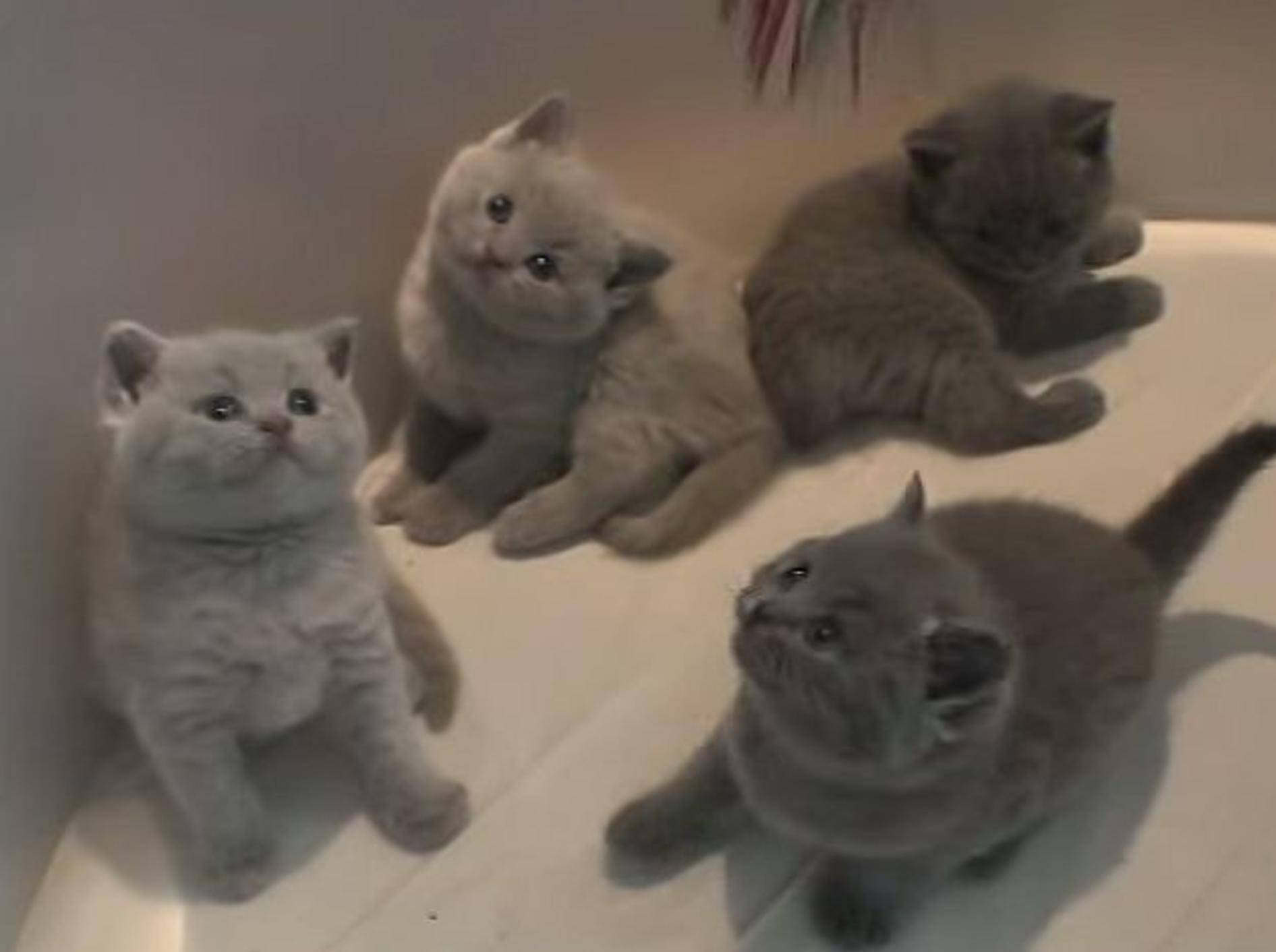 Britisch-Kurzhaar-Katzenbabys spielen mit Federwedel – Bild: Youtube / nfomina