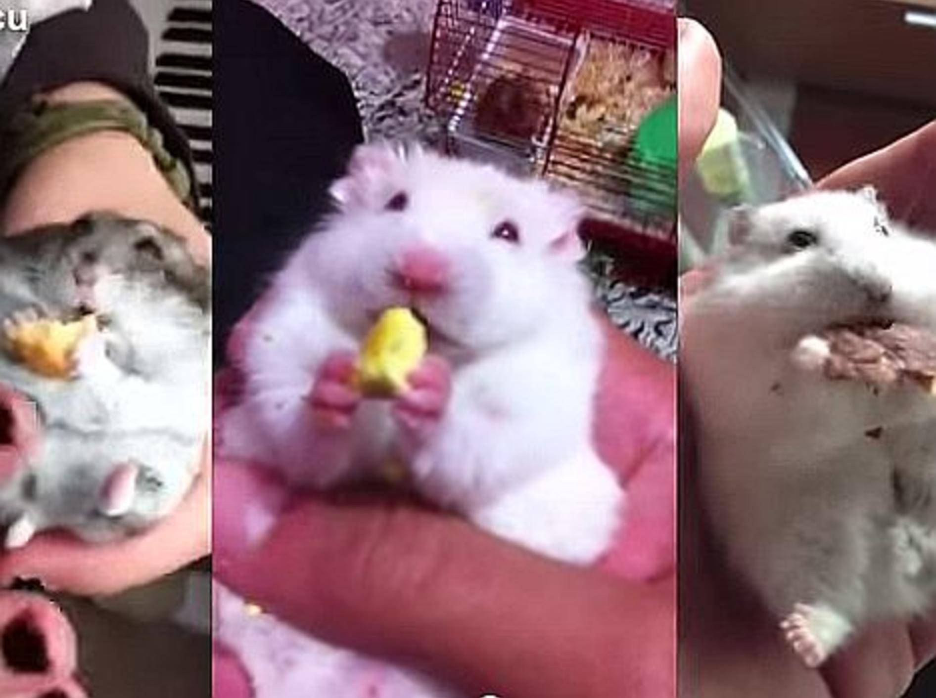 Guten Appetit, ihr kleinen Hamster! – Bild: Youtube / mihaifrancu